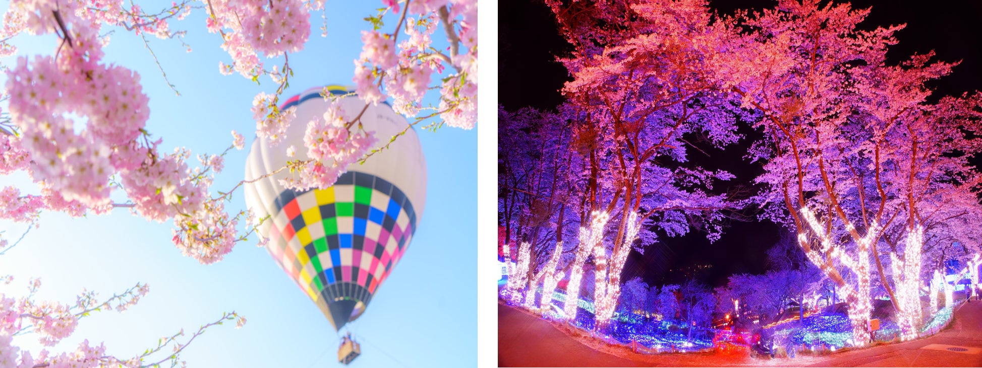 関東最大級2 500本の桜の祭典 さがみ湖桜まつり 3 19 土 開幕 見上げながら 乗り物に乗って 空から 様々なお花見 体験を 富士急行のプレスリリース 関東最大級2 500本の桜の祭典 さがみ湖桜まつり 3 19 土 開幕 見上げながら 乗り物に乗って 空から 様々なお花見 体験を 富士急行のプレスリリース