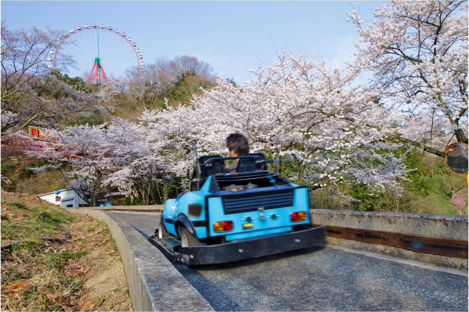 関東最大級2 500本の桜の祭典 さがみ湖桜まつり 3 19 土 開幕 見上げながら 乗り物に乗って 空から 様々なお花見 体験を 富士急行のプレスリリース 関東最大級2 500本の桜の祭典 さがみ湖桜まつり 3 19 土 開幕 見上げながら 乗り物に乗って 空から 様々なお花見 体験を 富士急行のプレスリリース