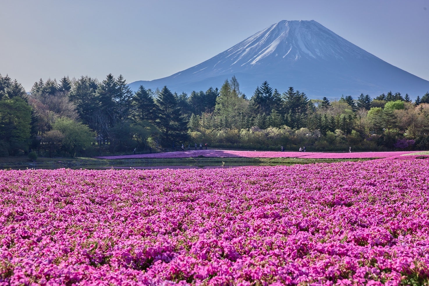 残雪の富士山と芝桜の共演 22 富士芝桜まつり 開催中 富士急行のプレスリリース 残雪の富士山と芝桜の共演 22 富士芝桜まつり 開催中 富士急行のプレスリリース