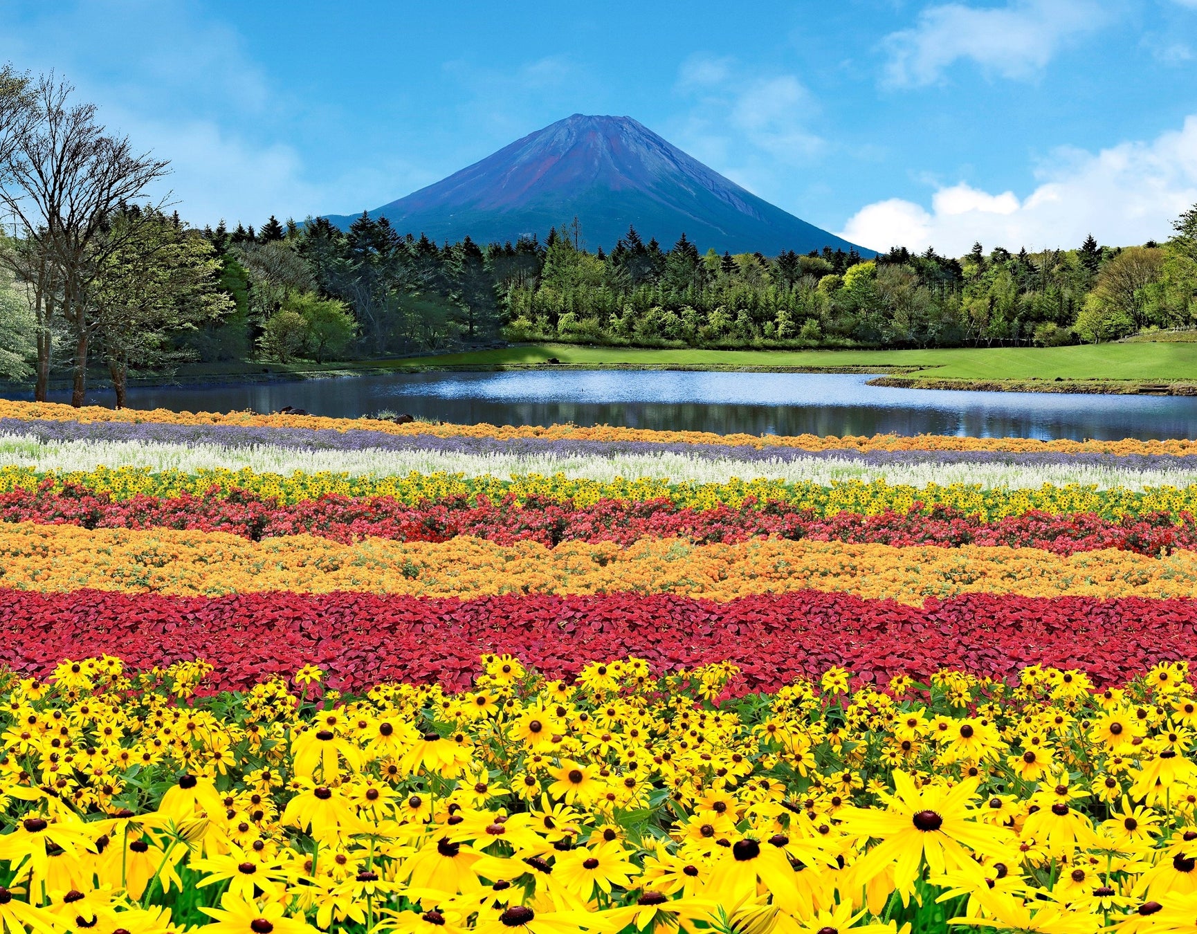富士山とカラフルな花々の共演が楽しめる絶景花イベント 虹の花まつり 7月16日 土 より初開催 富士急行のプレスリリース 富士山とカラフルな花々の共演が楽しめる絶景花イベント 虹の花まつり 7月16日 土 より初開催 富士急行のプレスリリース