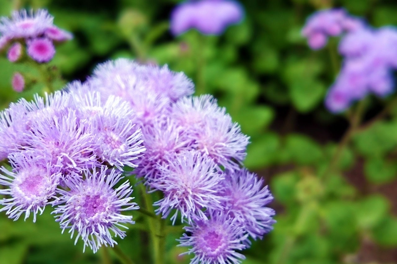 今が見ごろ 富士山をバックに虹色に彩る花畑 虹の花まつり 10 10まで開催中 富士急行のプレスリリース