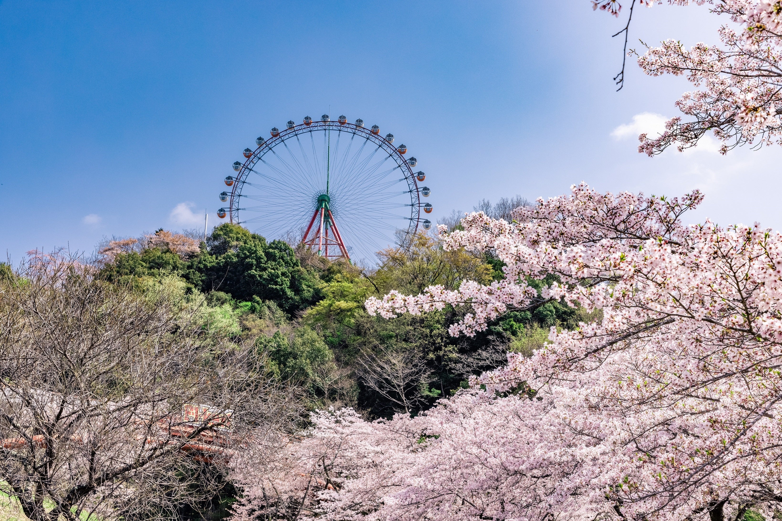 関東最大級2,500本の桜並木を楽しく走って健康増進！「第3回