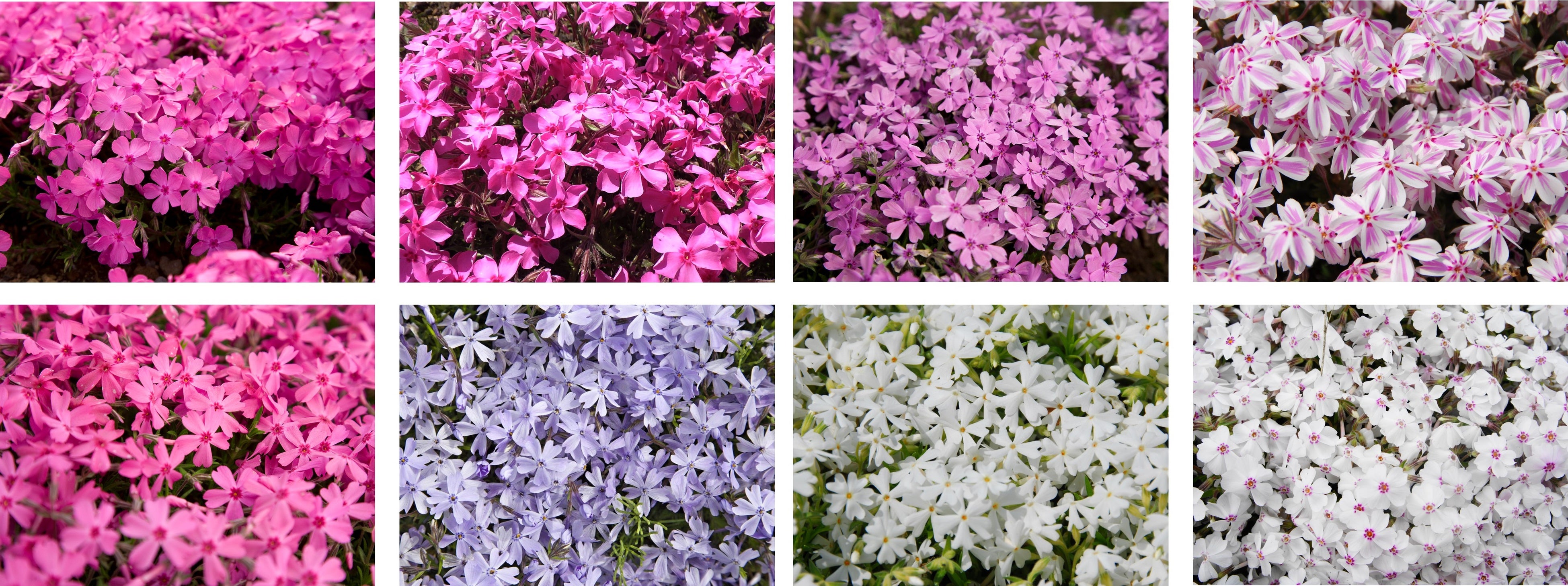 とんちゃんねるページ　美しい日本＊桜清富士　桜窓　富士山　春　全体運 20241217_hujisan-sakura_004-