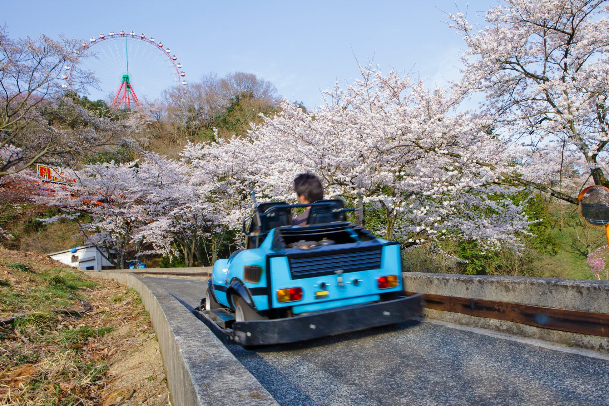 F-1カートで“お花見ドライブ”