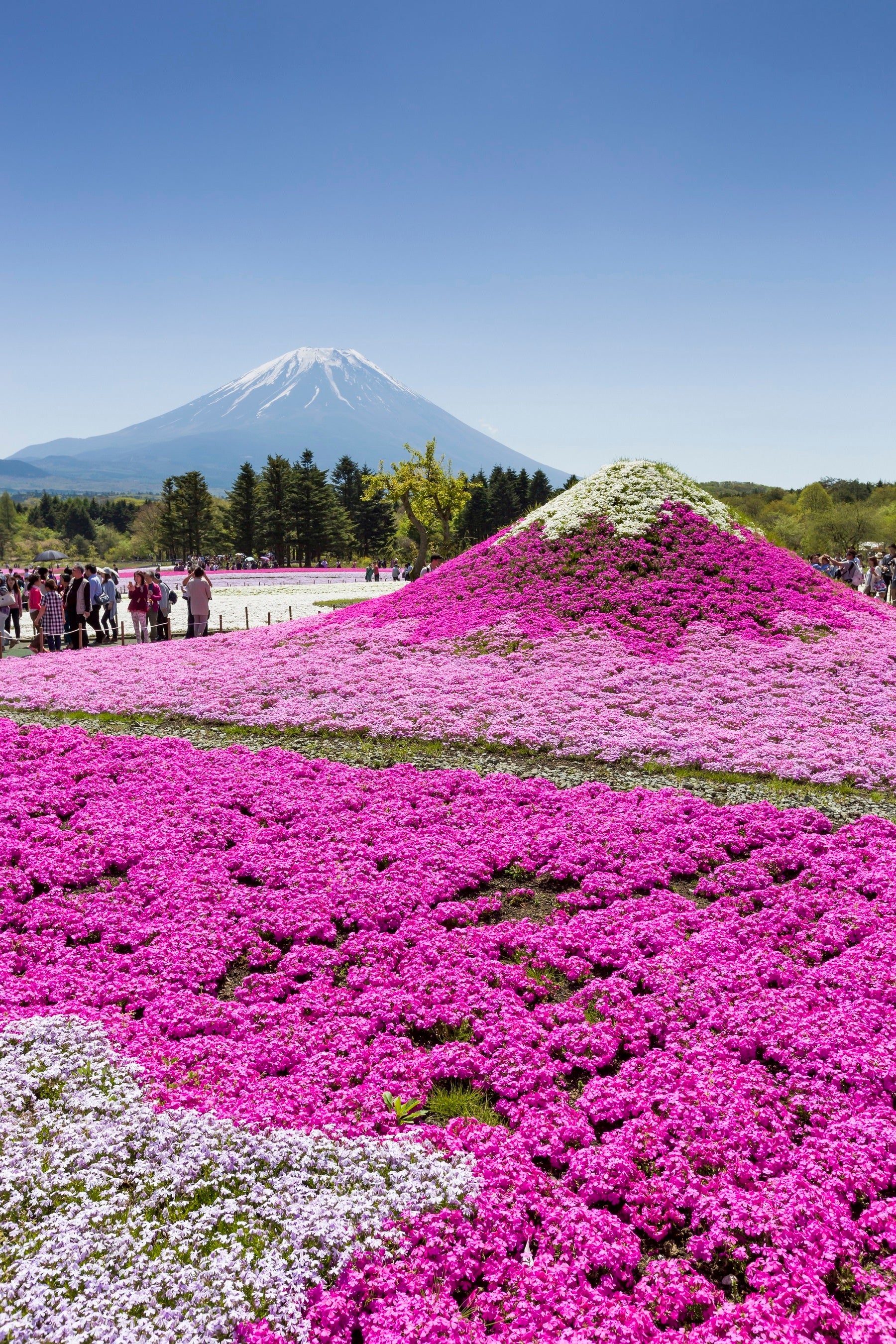 富士芝桜まつりでも大人気「ミニ芝桜富士」