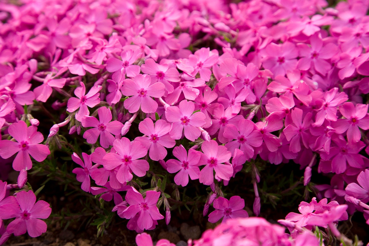 マックダニエルクッション