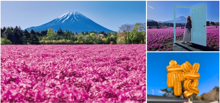 富士山麓をピンクに染める絶景花イベント「2026富士芝桜まつり」4/11 富士山麓をピンクに染める絶景花イベント「2026富士芝桜まつり」4/11