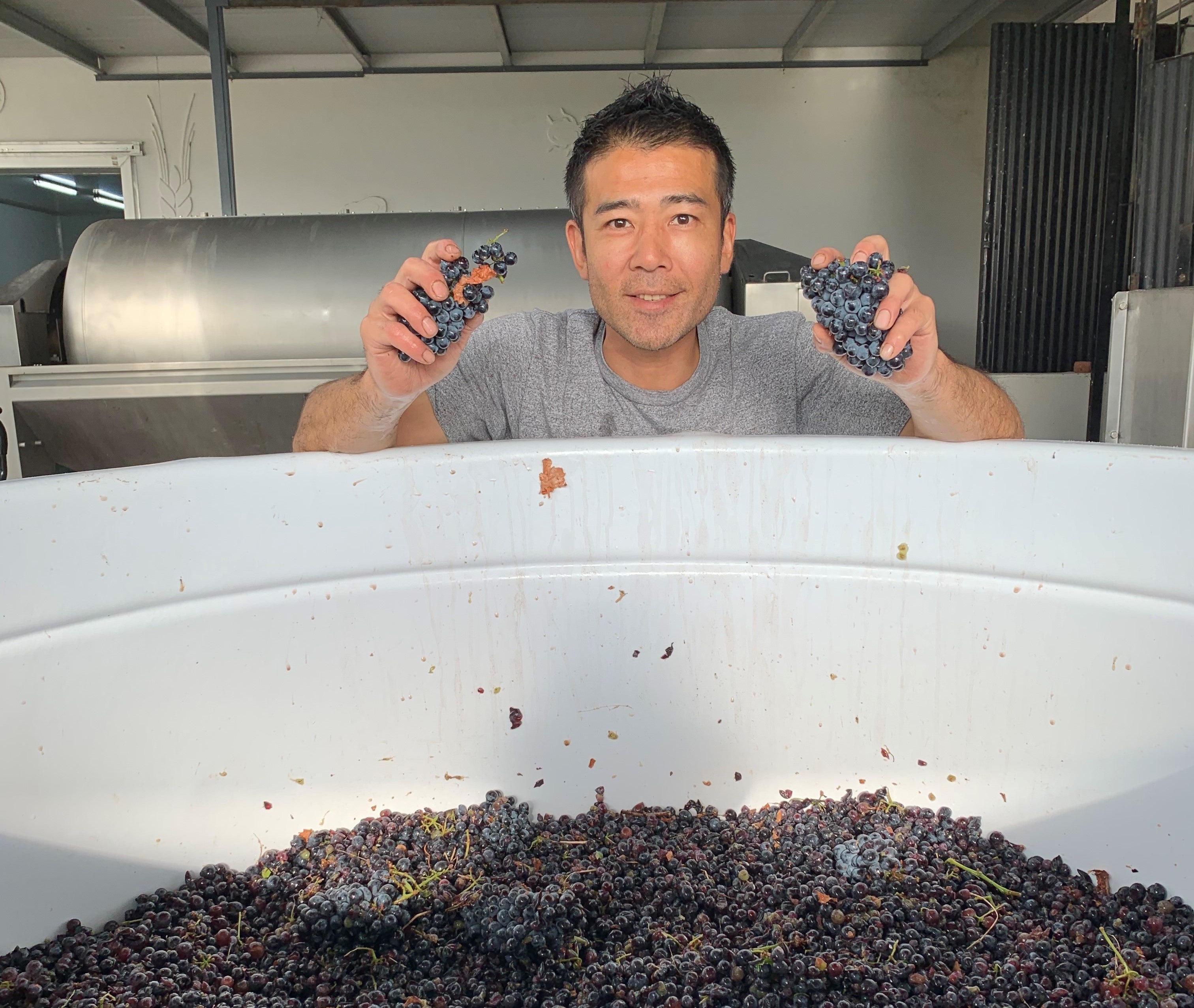 初の赤ワイン醸造