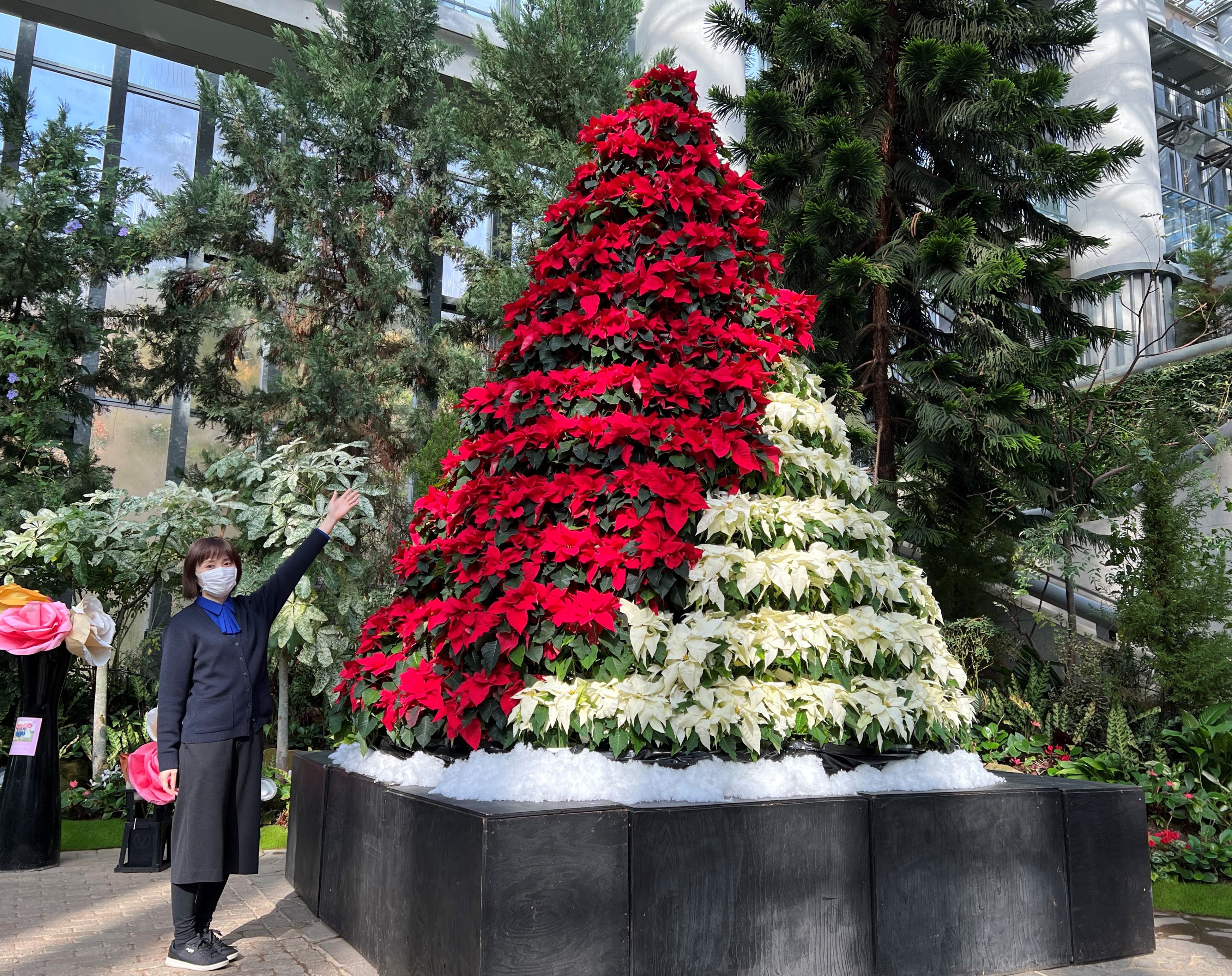 高さ4ｍ、赤・白のポインセチア300株で作られた紅白ツリー