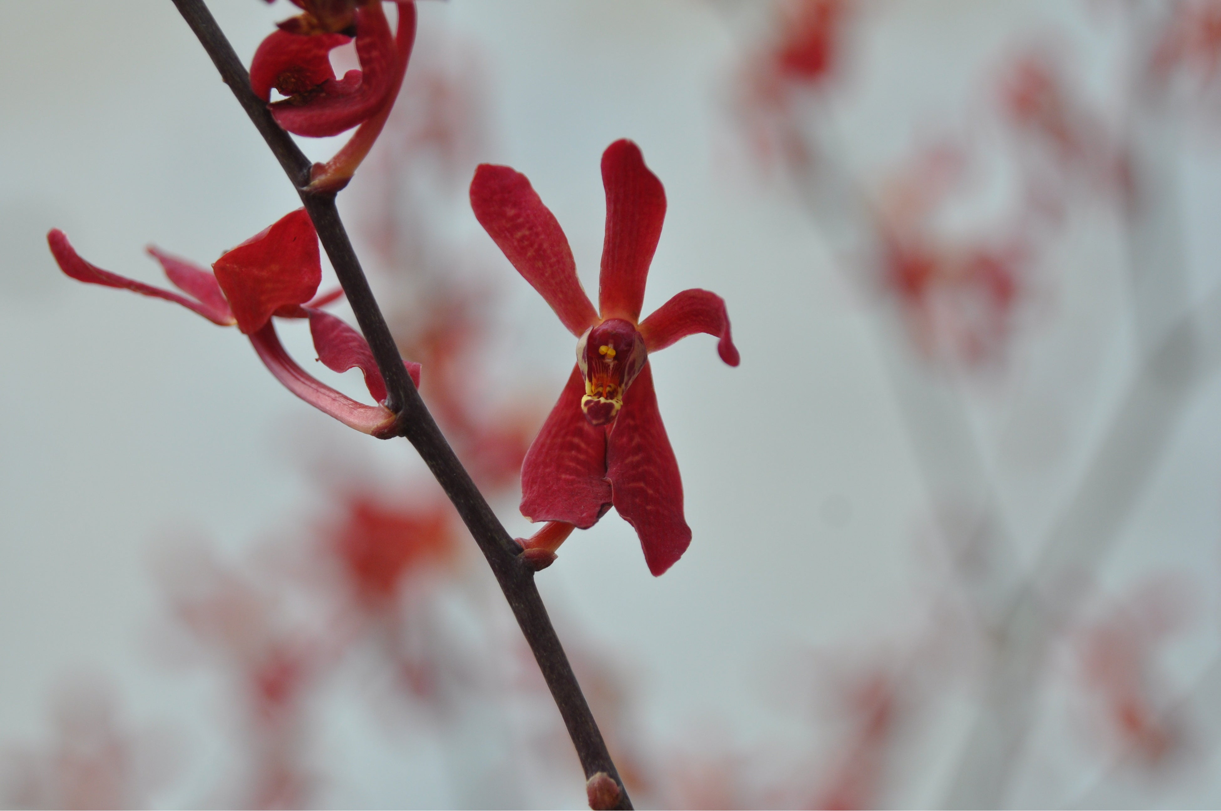 アランテラ・ジェームスストーリー’レッド’ 