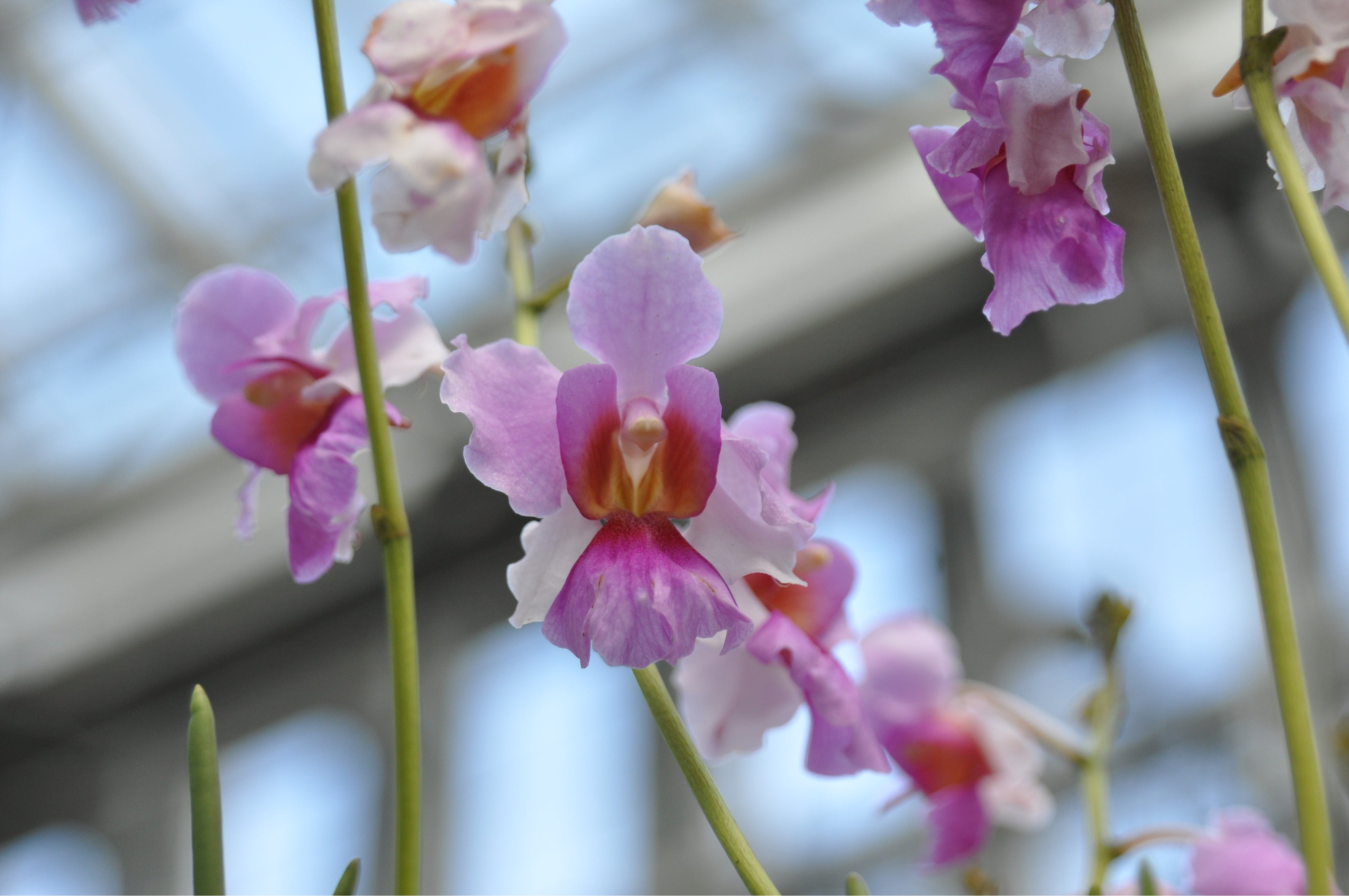 シンガポール国花＝バンダ・ミスジョアキム’アグネス’ 