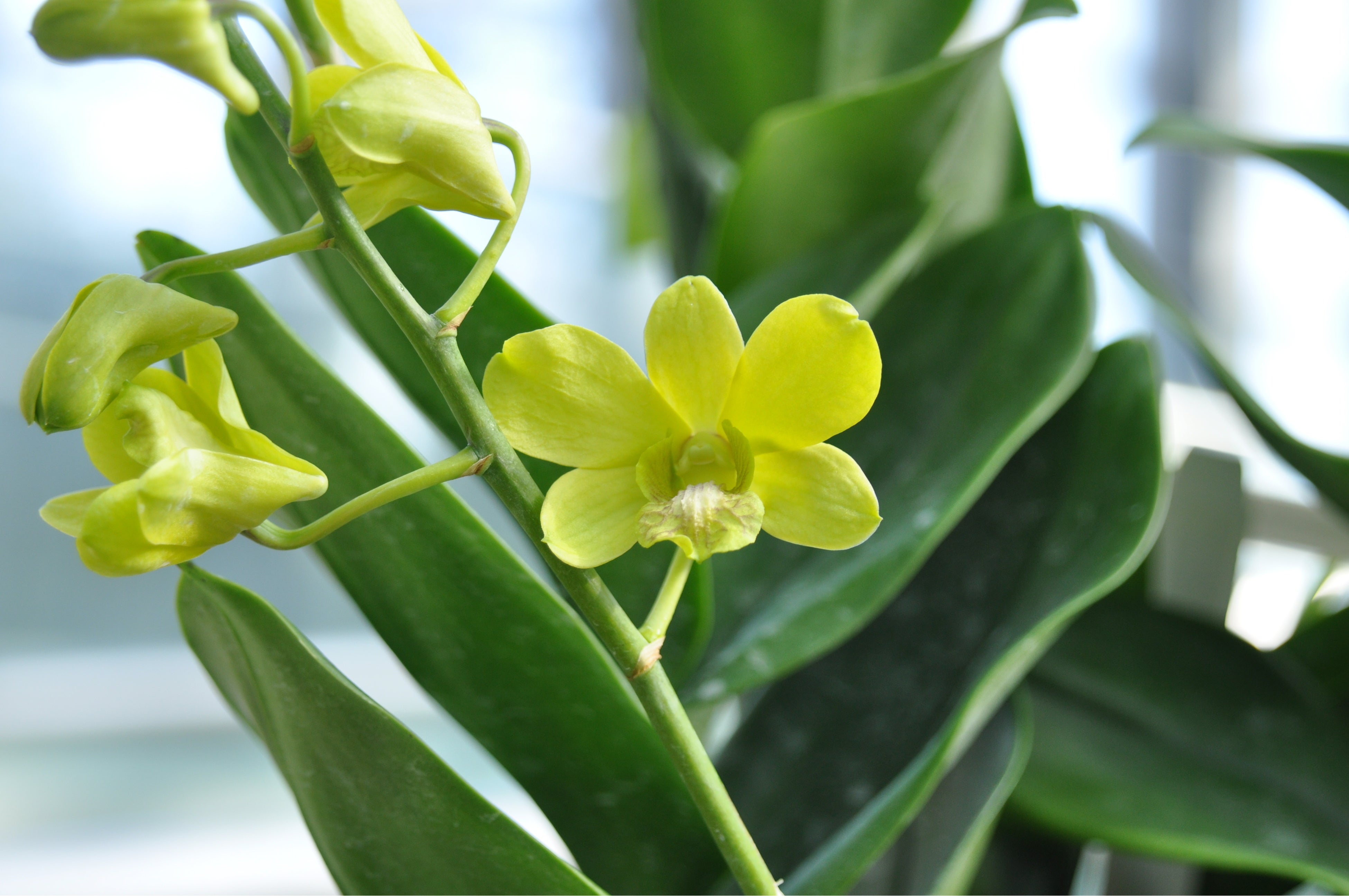 デンドロビウム・シンガポール・シャンハイ・シンフォニー