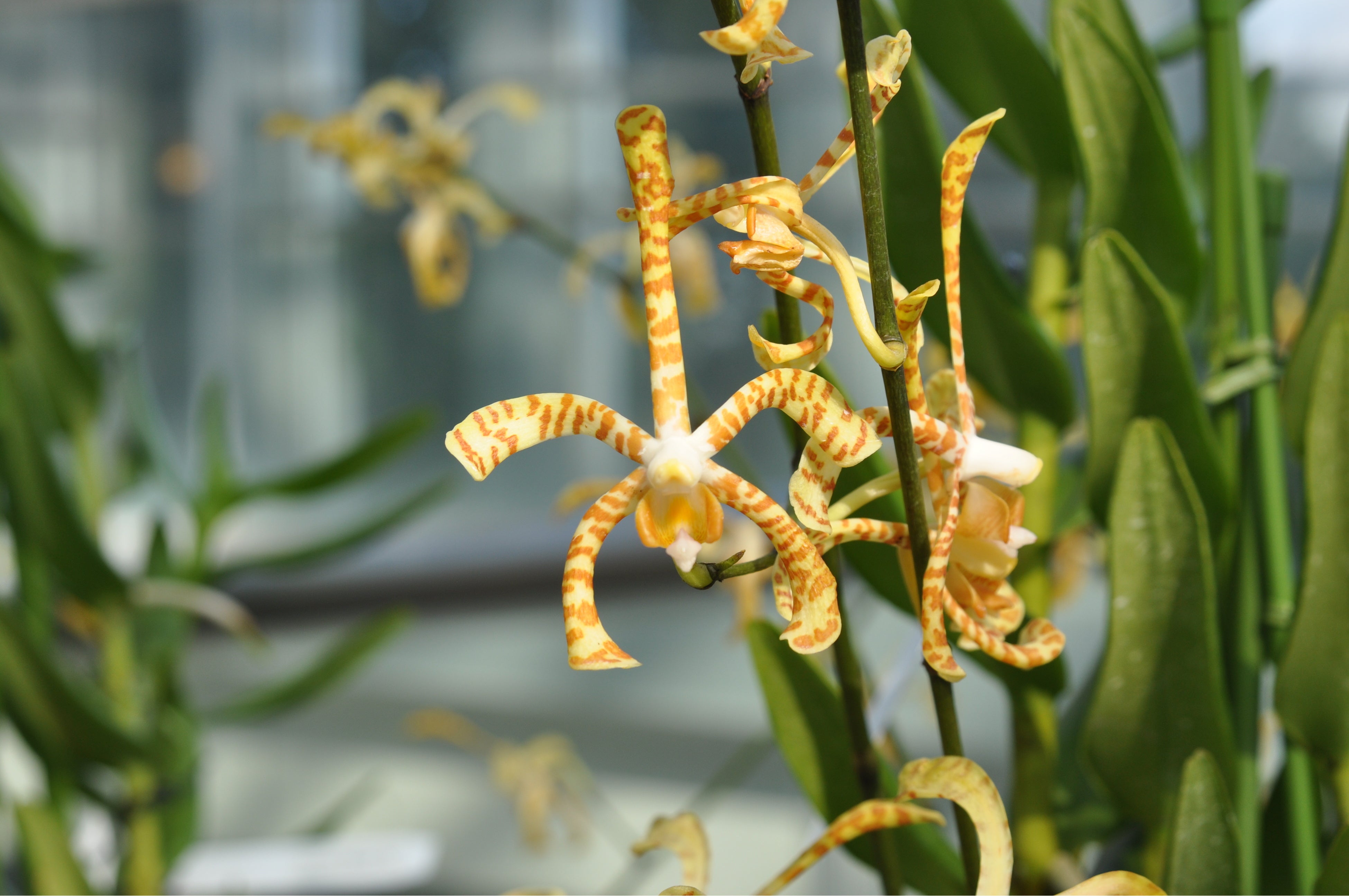 アラクニス・マギー・オエイ