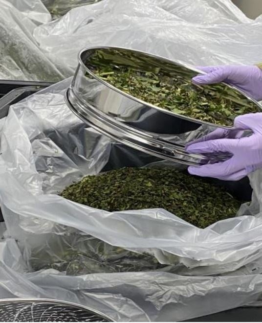 蚕フンの回収作業の様子