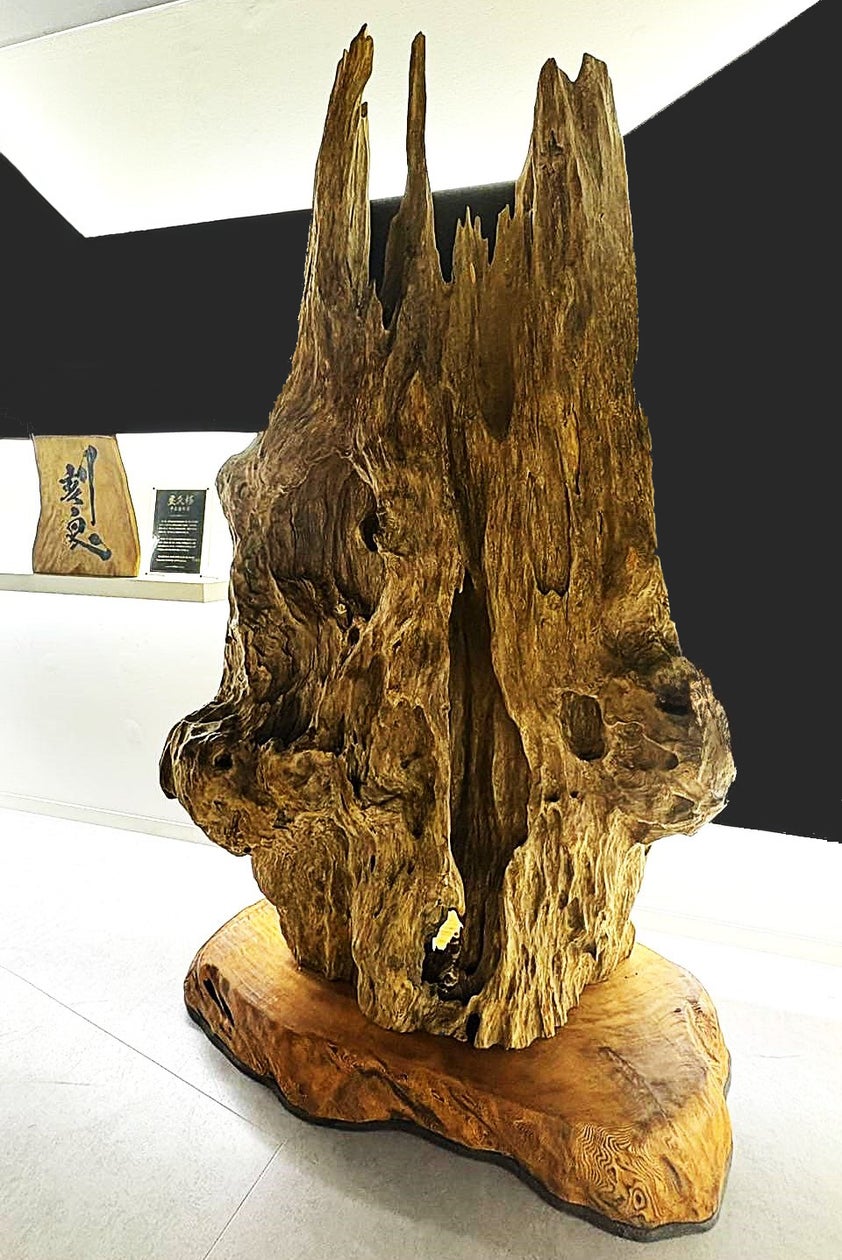 銀座に1,300年ものの屋久杉オブジェ「千三百年龍」を特別展示!2024年 銀座に1,300年ものの屋久杉オブジェ「千三百年龍」を特別展示!2024年