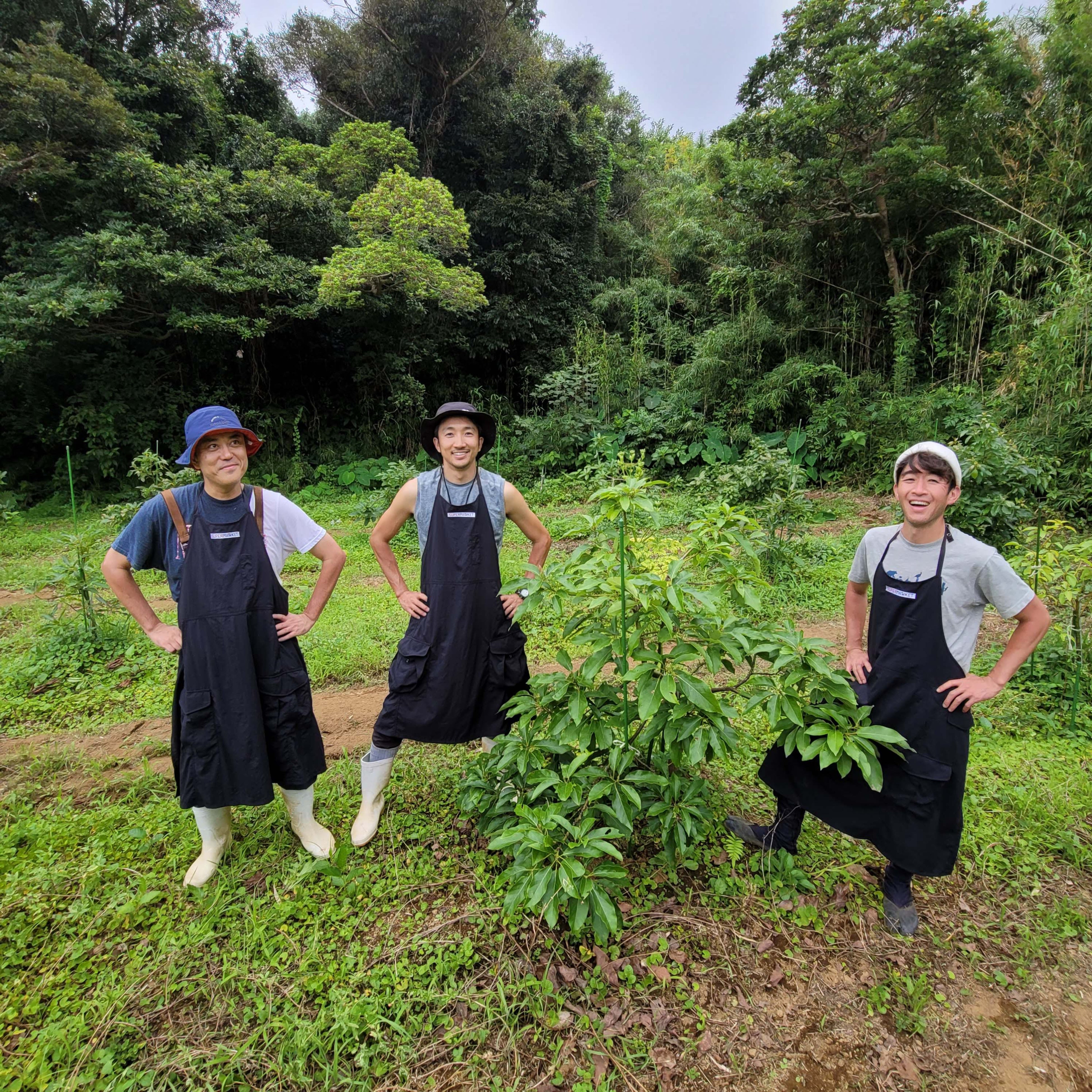 八丈島でのアボカド栽培
