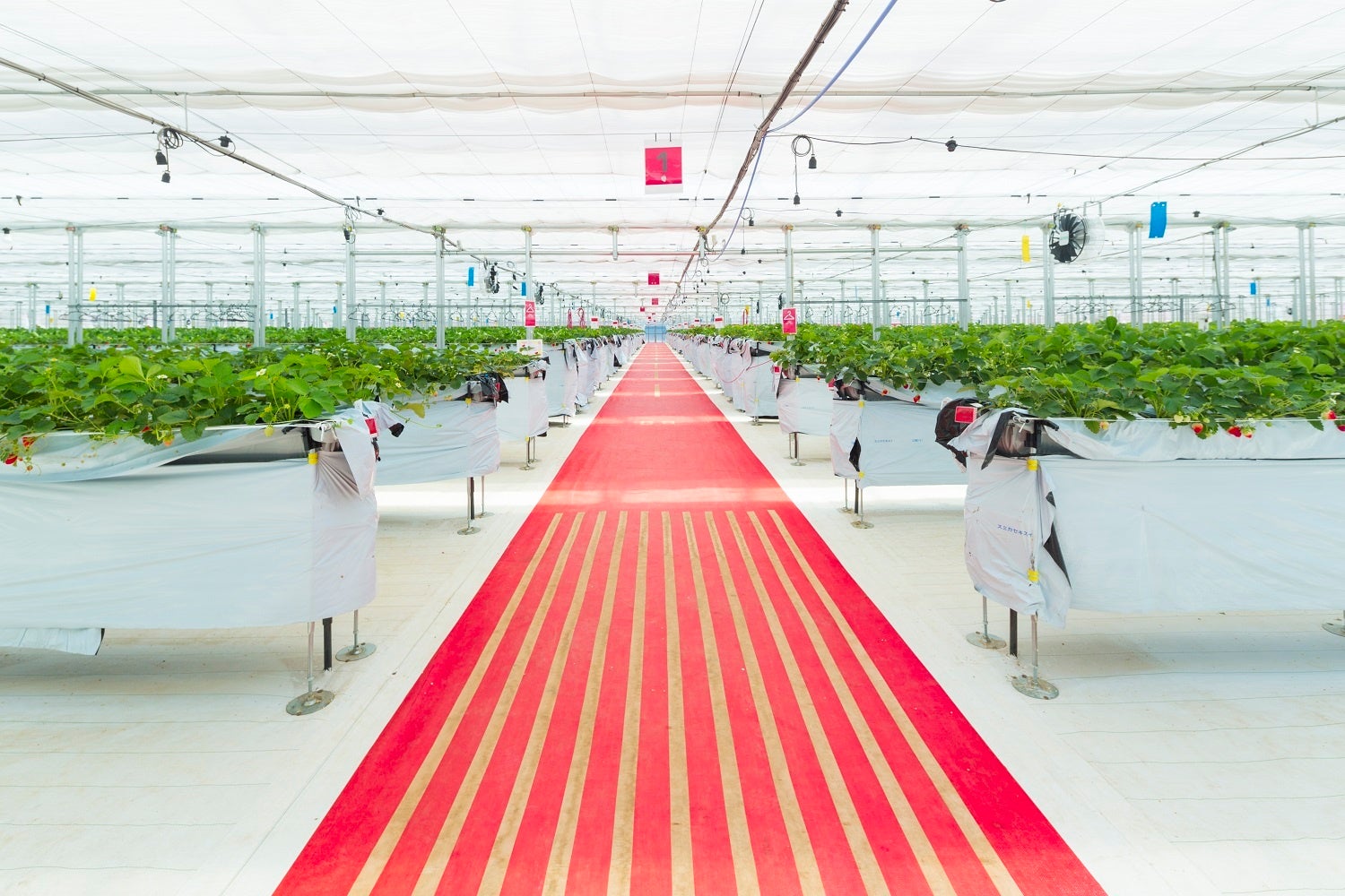 いちご狩りハウス