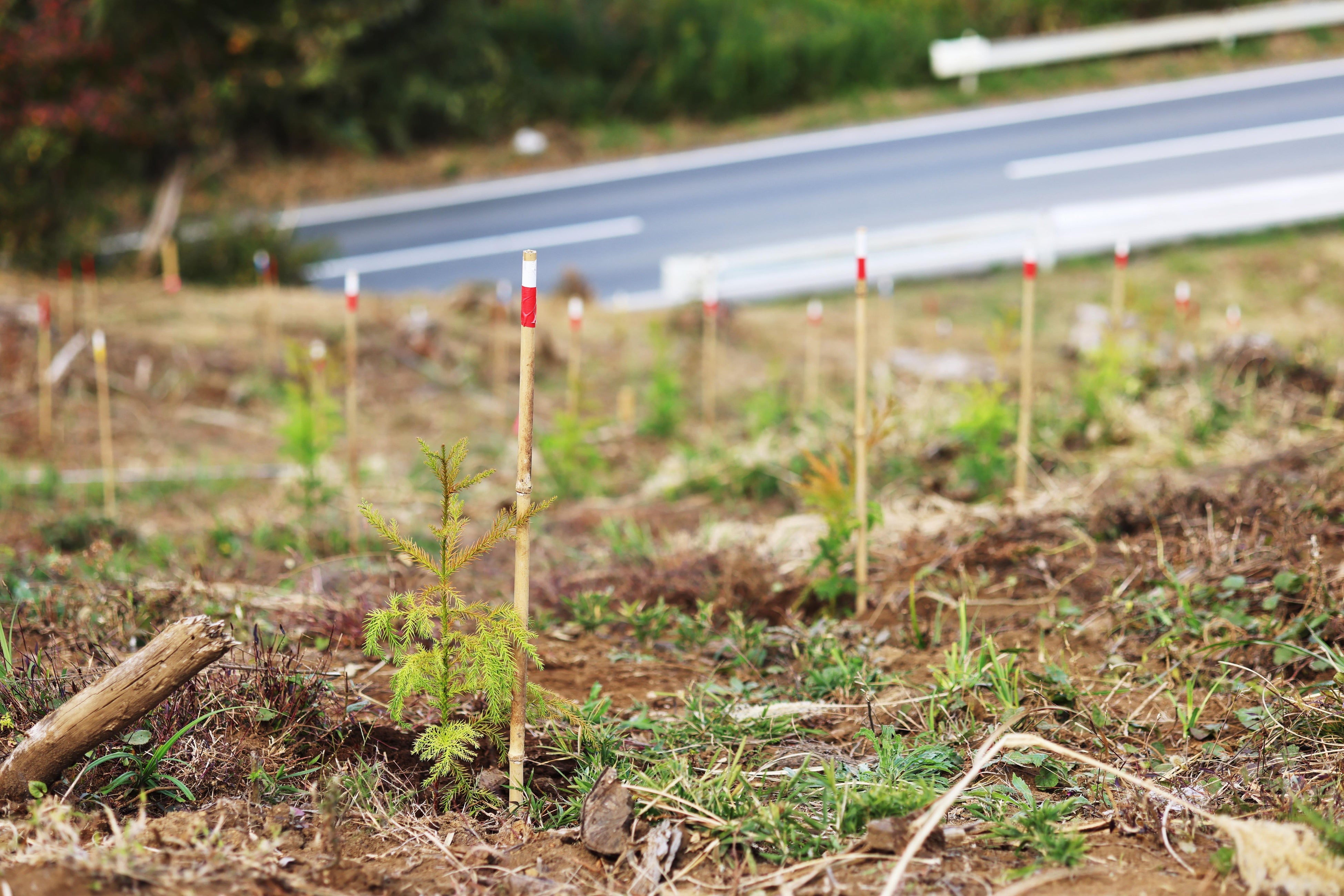 美森プロジェクト