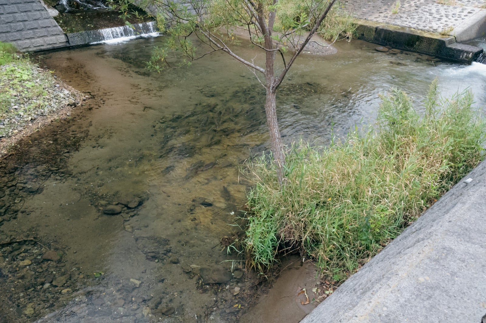 ウトロ地区に遡上するサケ・マス
