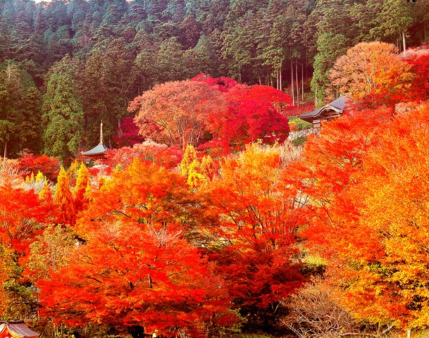 箕面市に114年ぶりの新駅『Let Mi-noh㊗新駅開業ドローンショー』生配信! 箕面市に114年ぶりの新駅『Let Mi-noh㊗新駅開業ドローンショー』生配信!