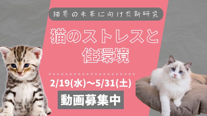 猫のみかた : 味方になるための見かた・診かた・看かた 猫のみかた : 味方になるための見かた・診かた・看かた
