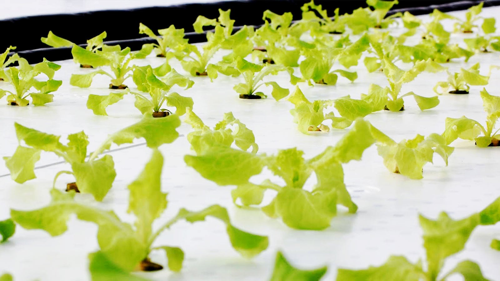リーフレタスなどから栽培を開始