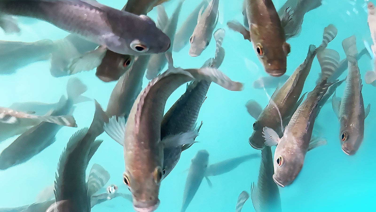 養殖中のティラピア