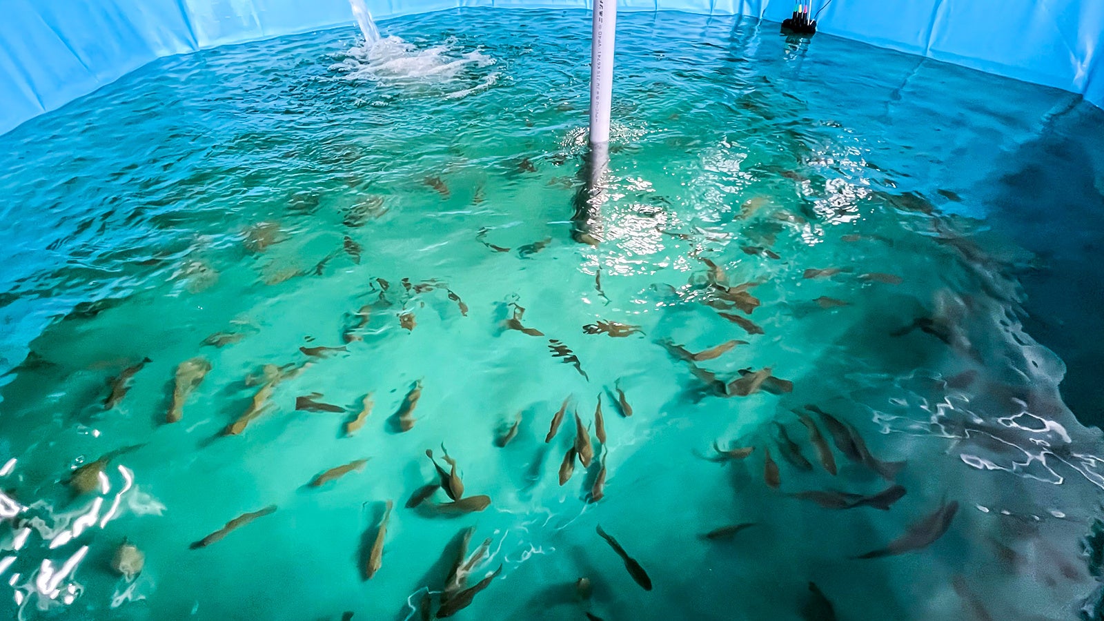 フィッシュプール