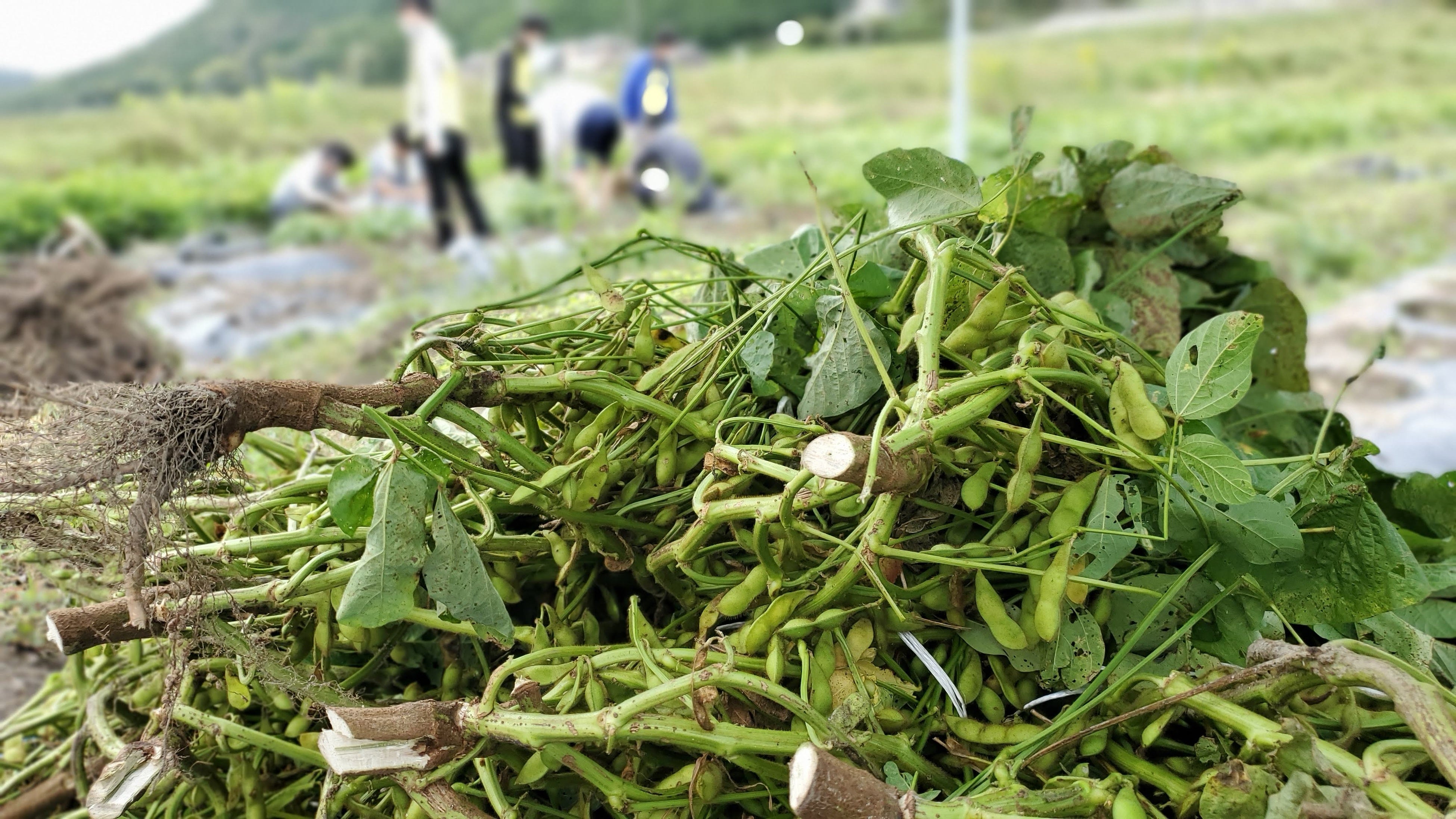 丹波篠山の名物、黒豆