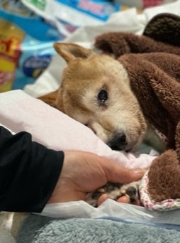 死期が近づき奇跡の涙が