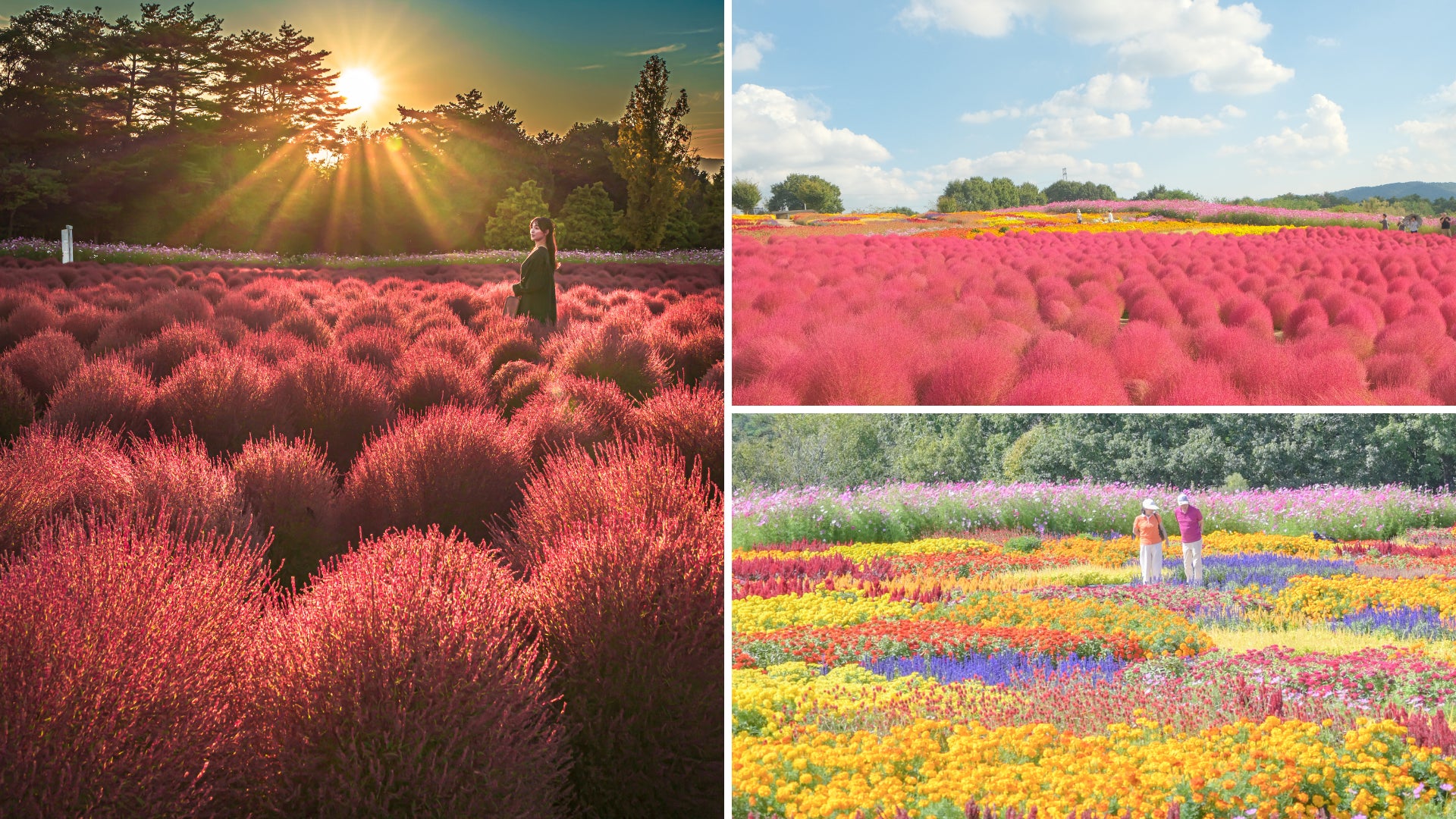 広島/世羅】秋色コキア コキアとコスモスの丘 9月20日OPEN《Flower 広島/世羅】秋色コキア コキアとコスモスの丘 9月20日OPEN《Flower