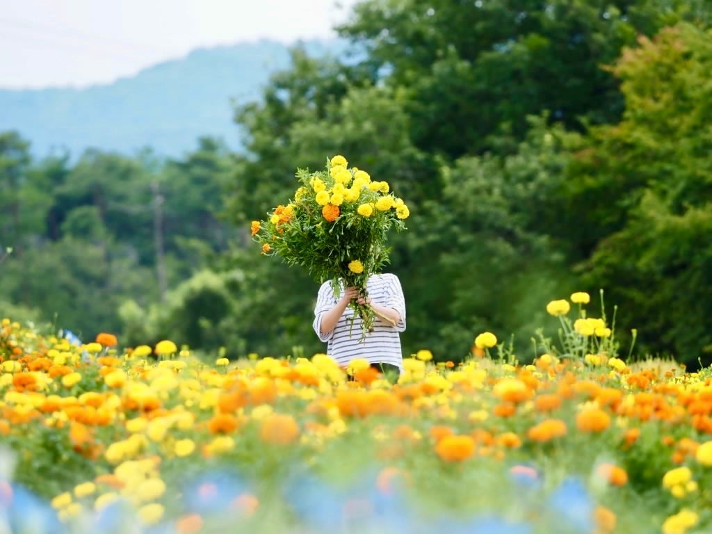 背丈のある品種のマリーゴールドを植栽しています
