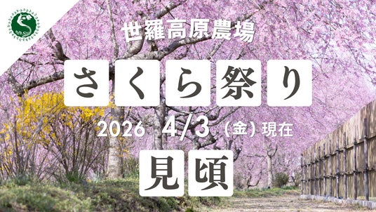 【広島/世羅】〈桜〉と〈菜の花〉が見ごろを迎えています さくら祭り《世羅高原農場》 【広島/世羅】〈桜〉と〈菜の花〉が見ごろを迎えています さくら祭り《世羅高原農場》