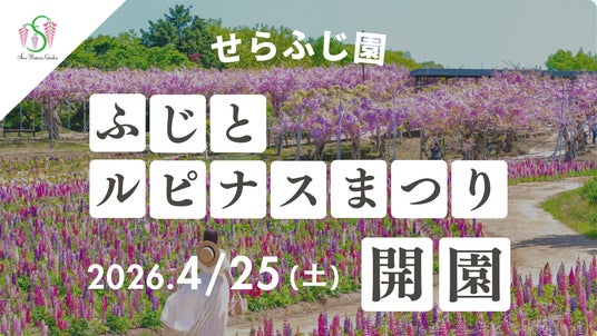 【広島/世羅】約1,000本のふじと彩り豊かなルピナスが咲き広がる花園「ふじとルピナスまつり」4月25日OPEN!《せらふじ園》 【広島/世羅】約1,000本のふじと彩り豊かなルピナスが咲き広がる花園「ふじとルピナスまつり」4月25日OPEN!《せらふじ園》