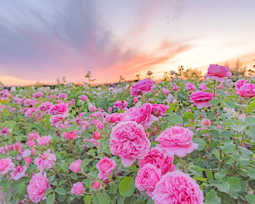 夕暮れ時のイングリッシュローズガーデン