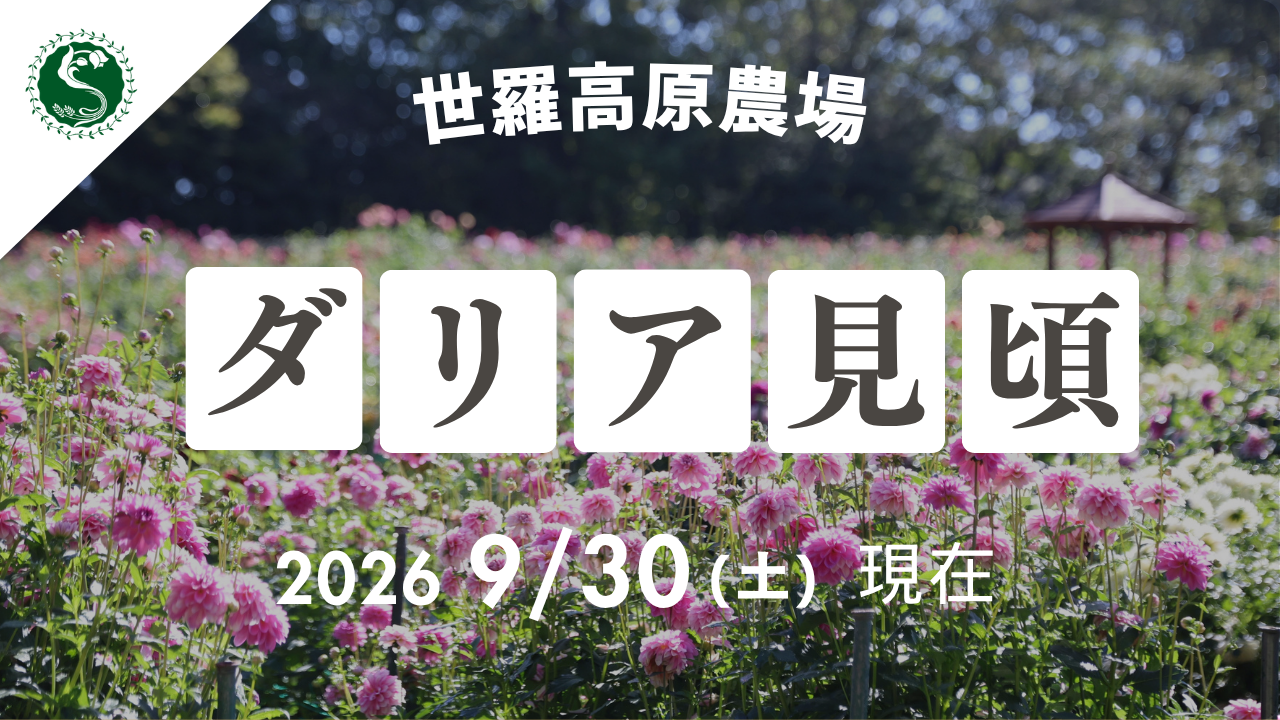 【広島／世羅】ダリアが見頃です ダリアとガーデンマム祭《世羅高原農場》