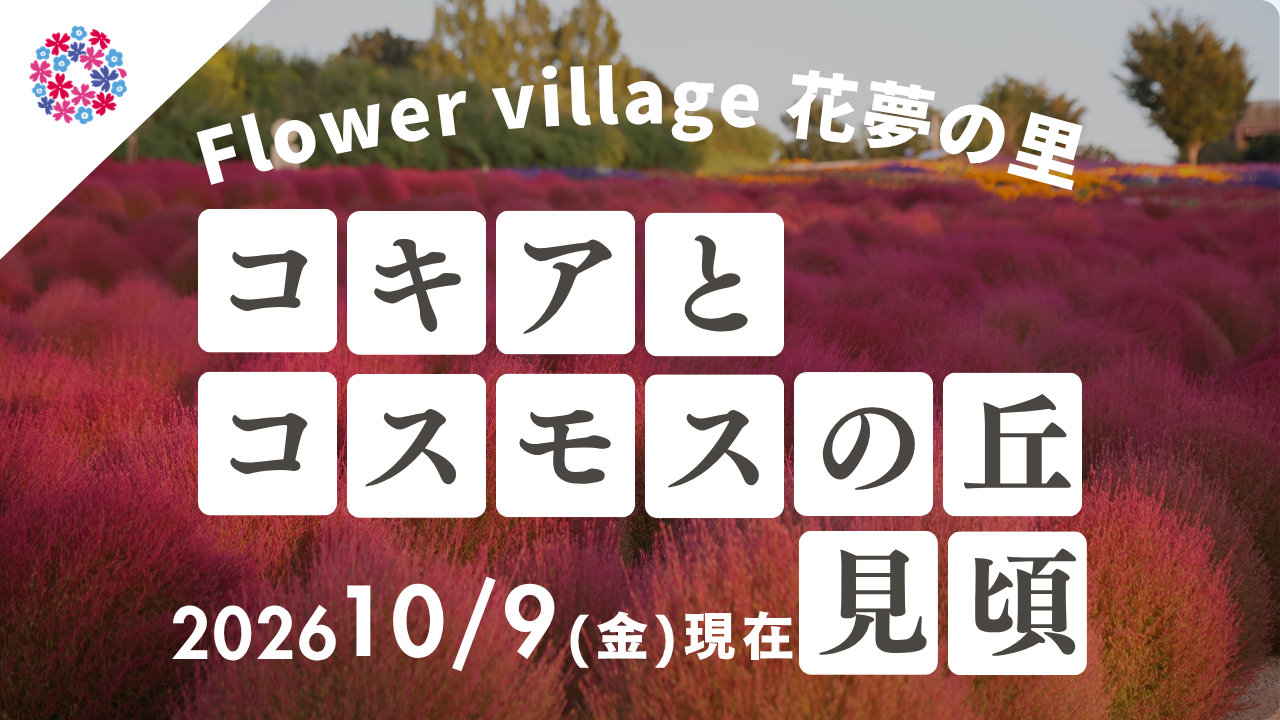 【広島／世羅】秋色のコキア・コスモスが見頃です コキアとコスモスの丘《Flower village 花夢の里》