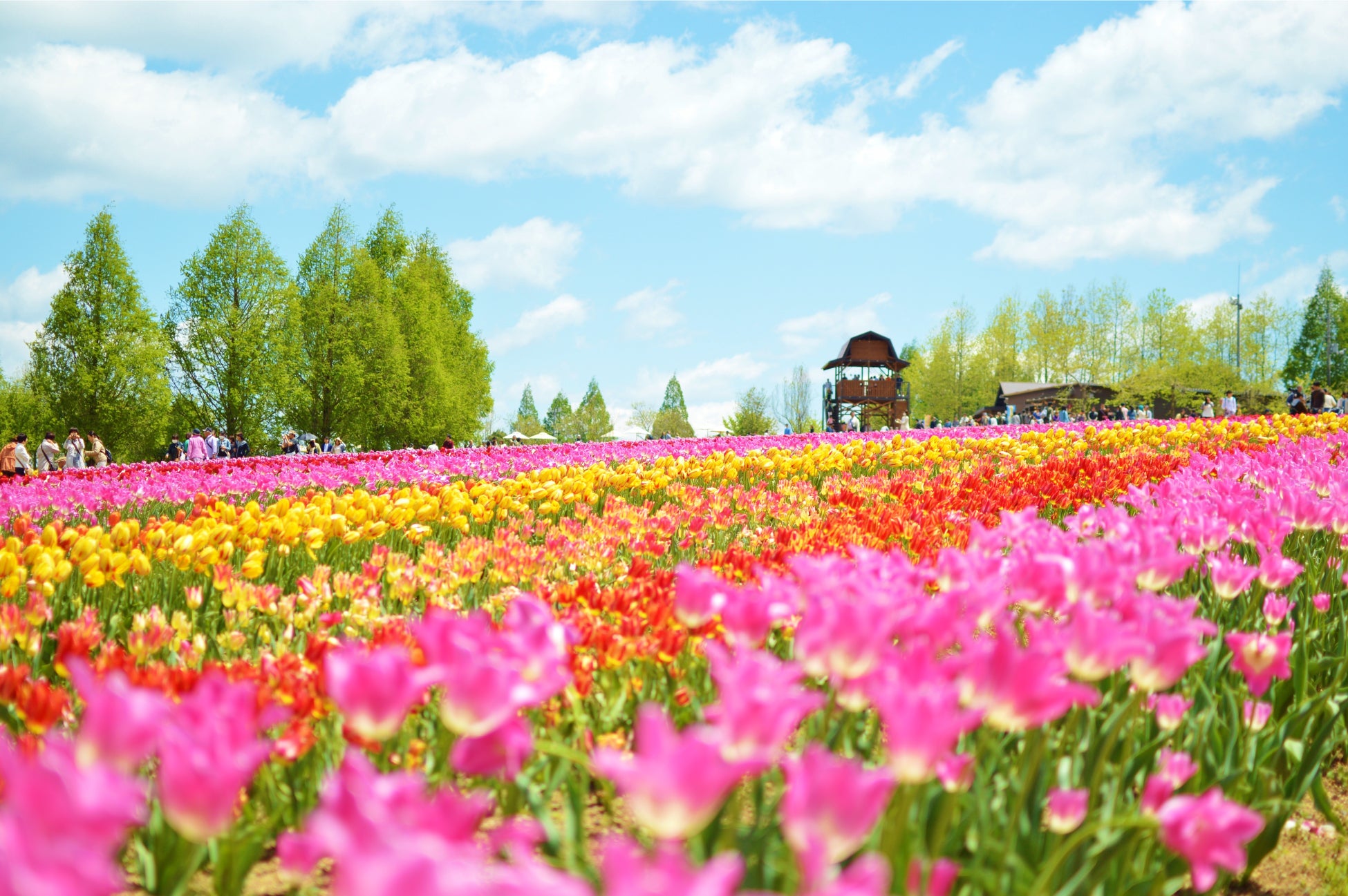 ピンクや黄色などの鮮やかな色合い