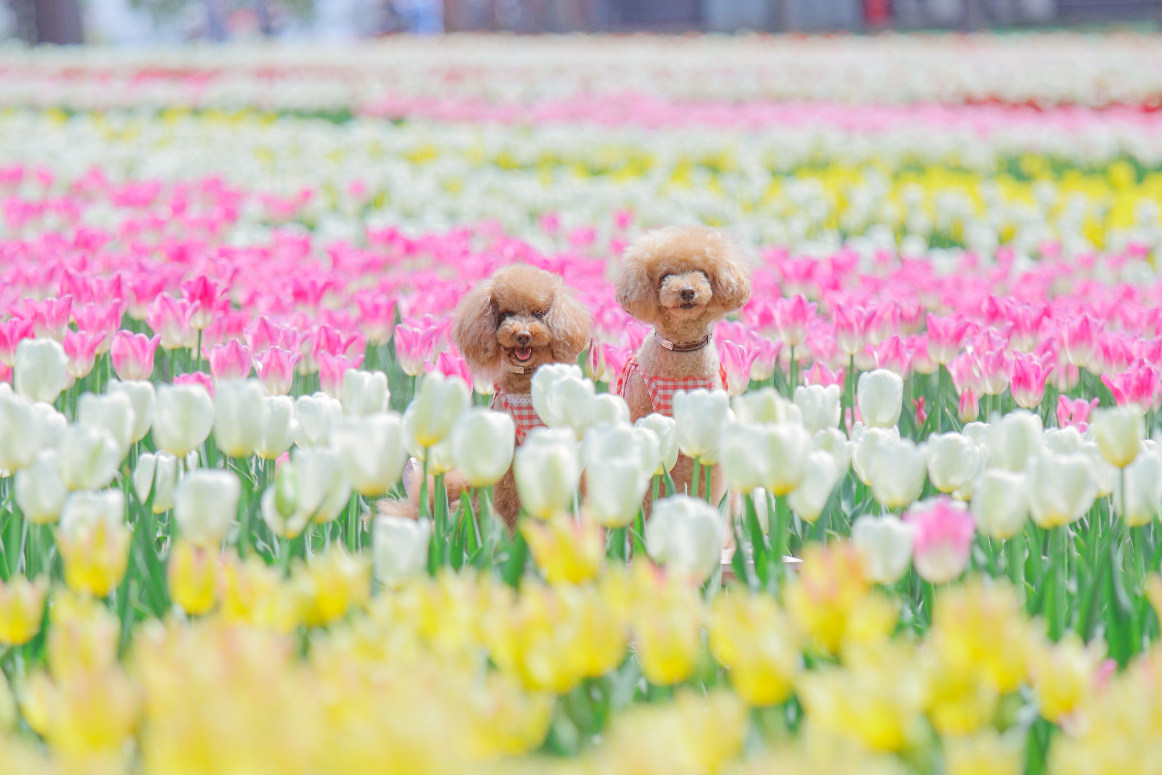 わんこの撮影スポットとしても人気