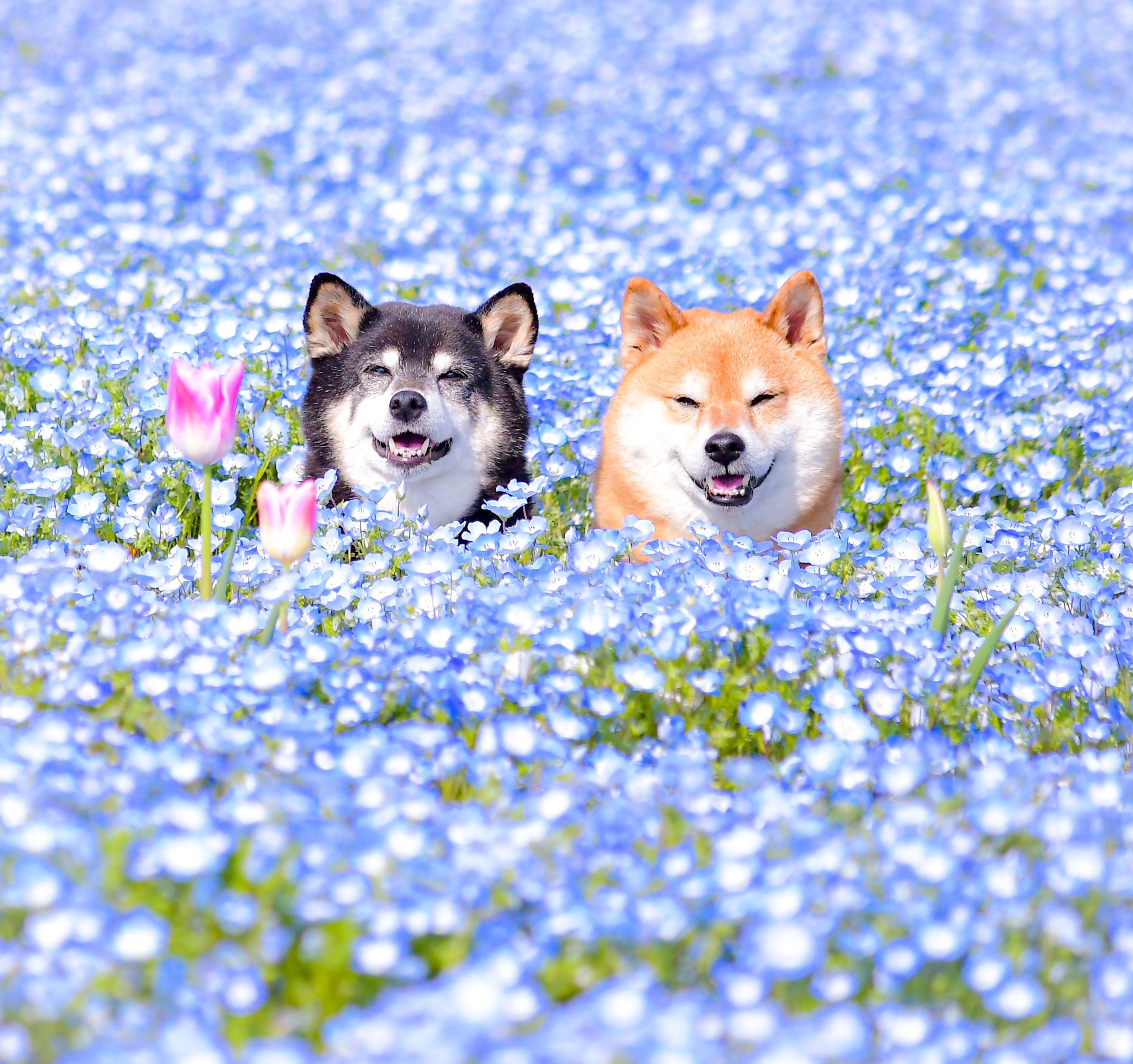 わんこと一緒に