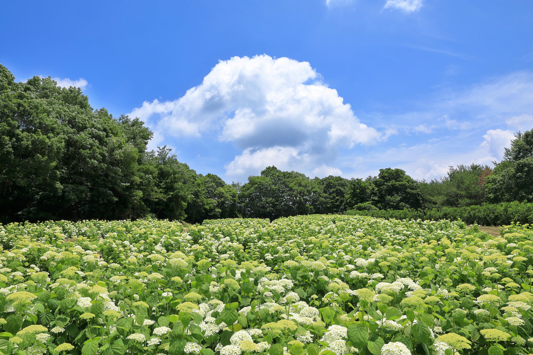一面真っ白のアナベルの森