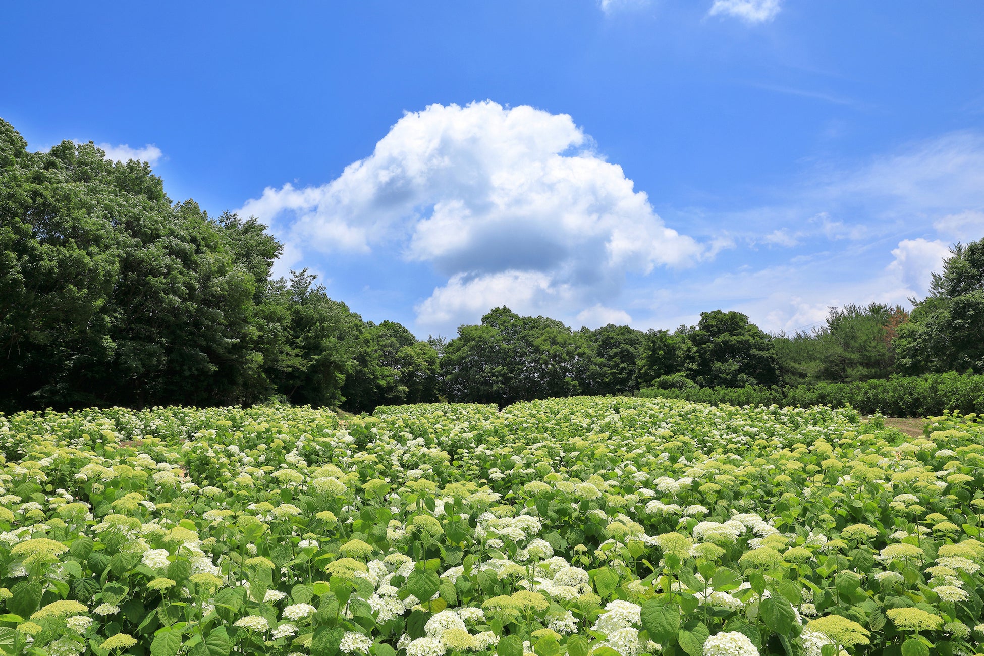一面真っ白のアナベルの森