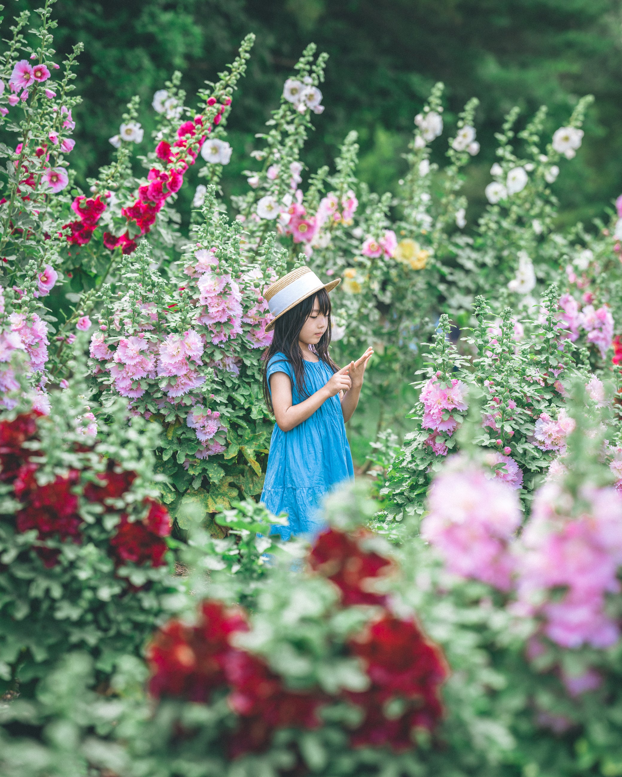 カラフルで八重咲のものもあるタチアオイ