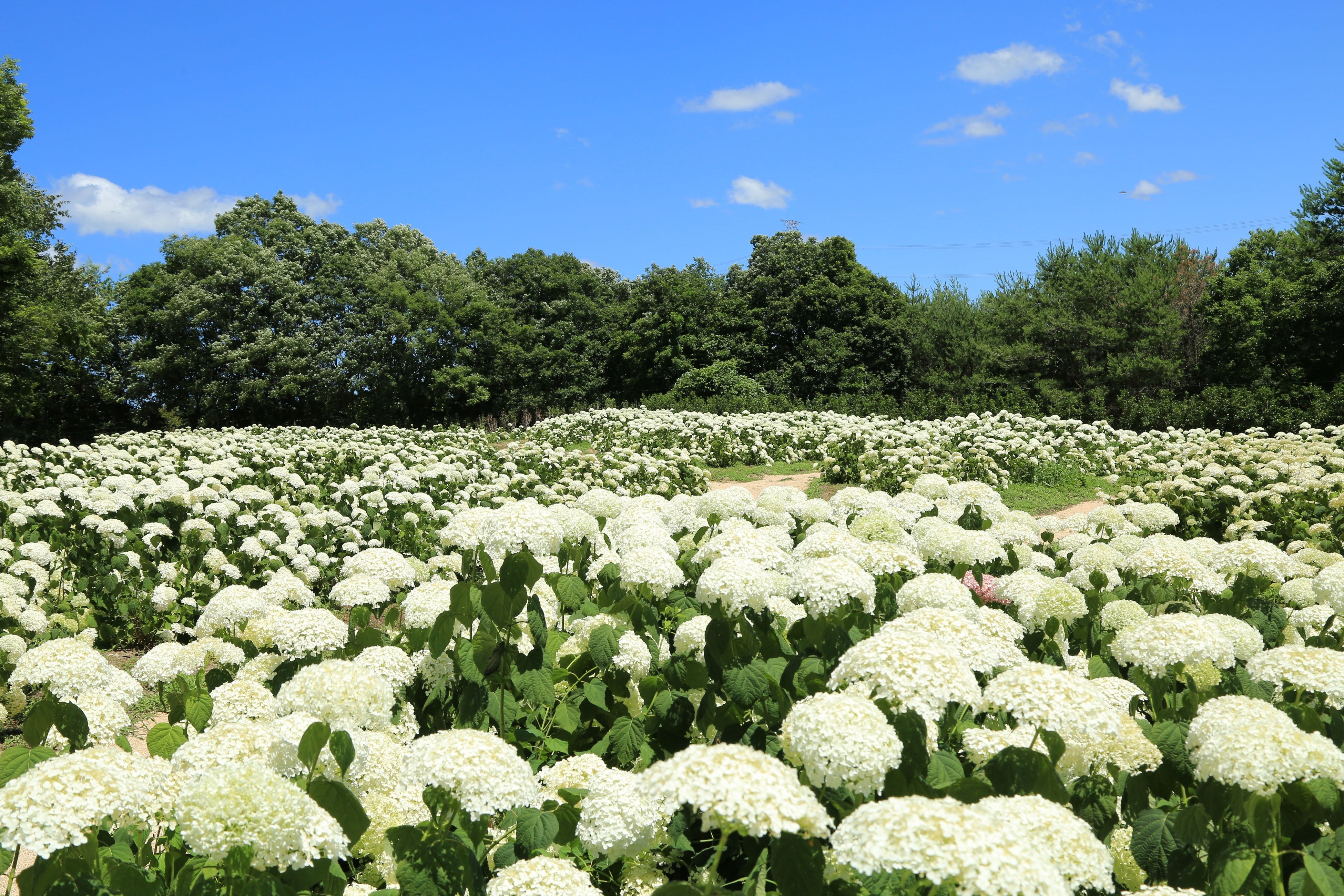 一面を真っ白に覆うアナベルの花園
