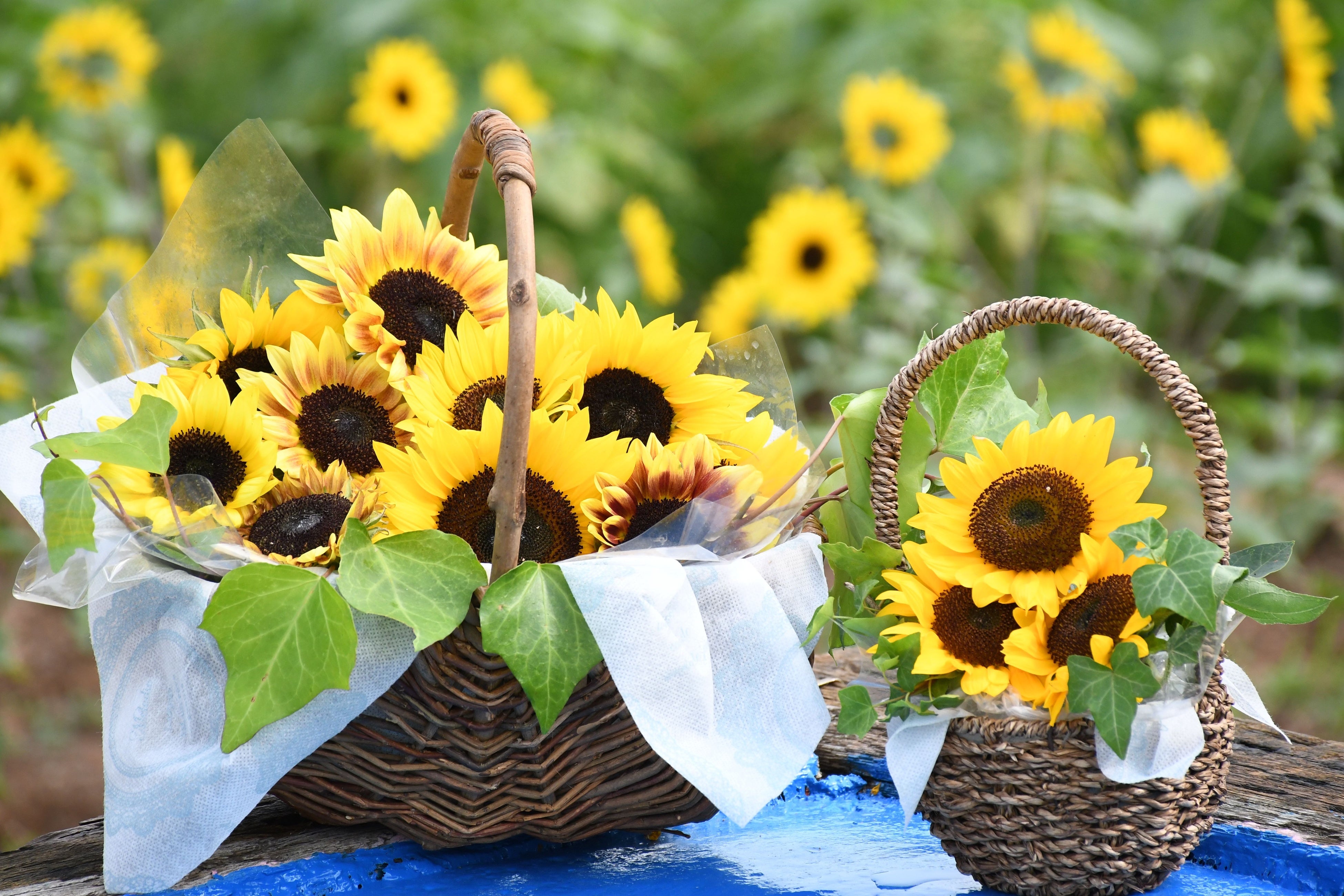 ひまわりまつり」黄金に輝く8月の世羅高原でひと夏の思い出づくりを