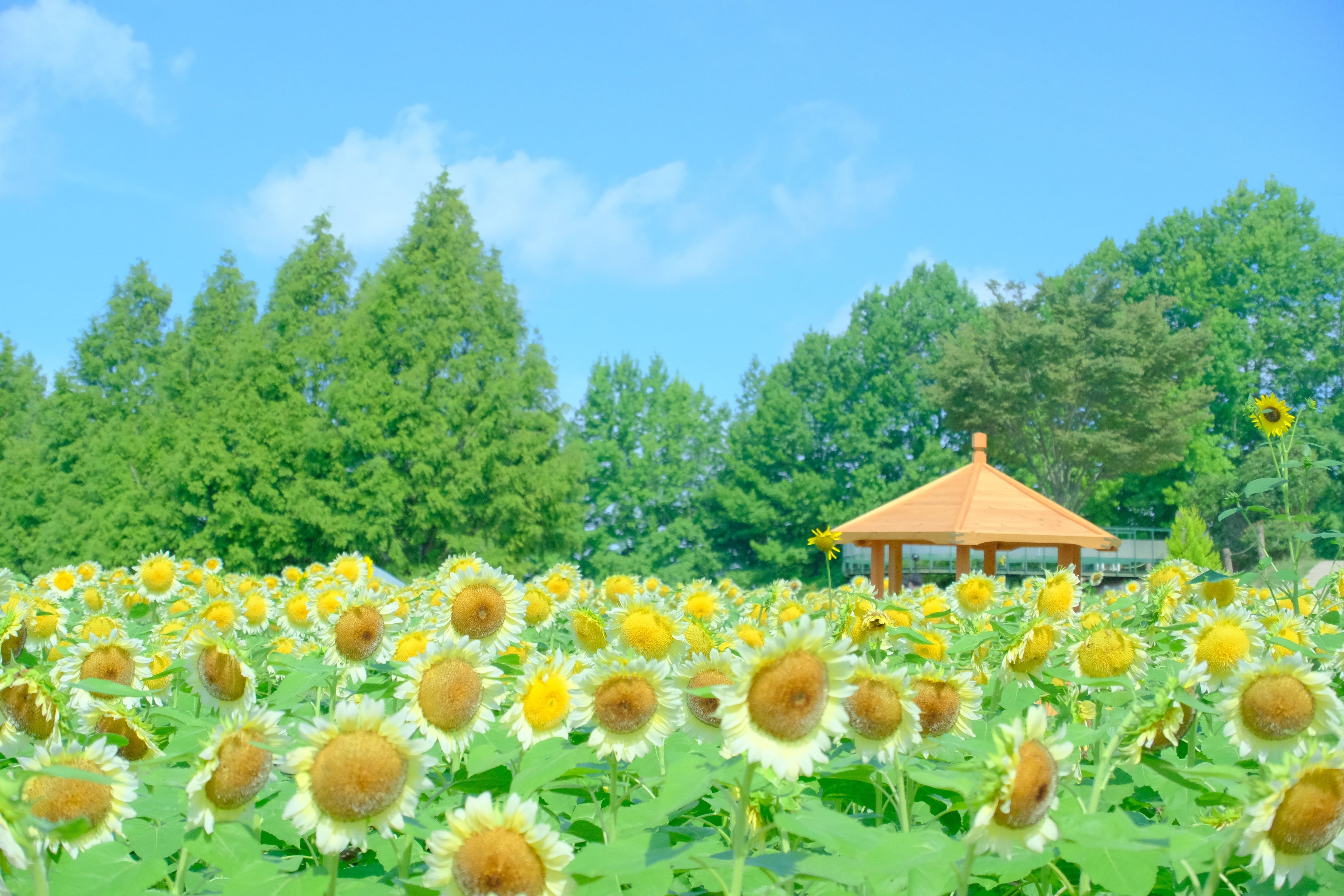 さわやかな印象の白いひまわり。