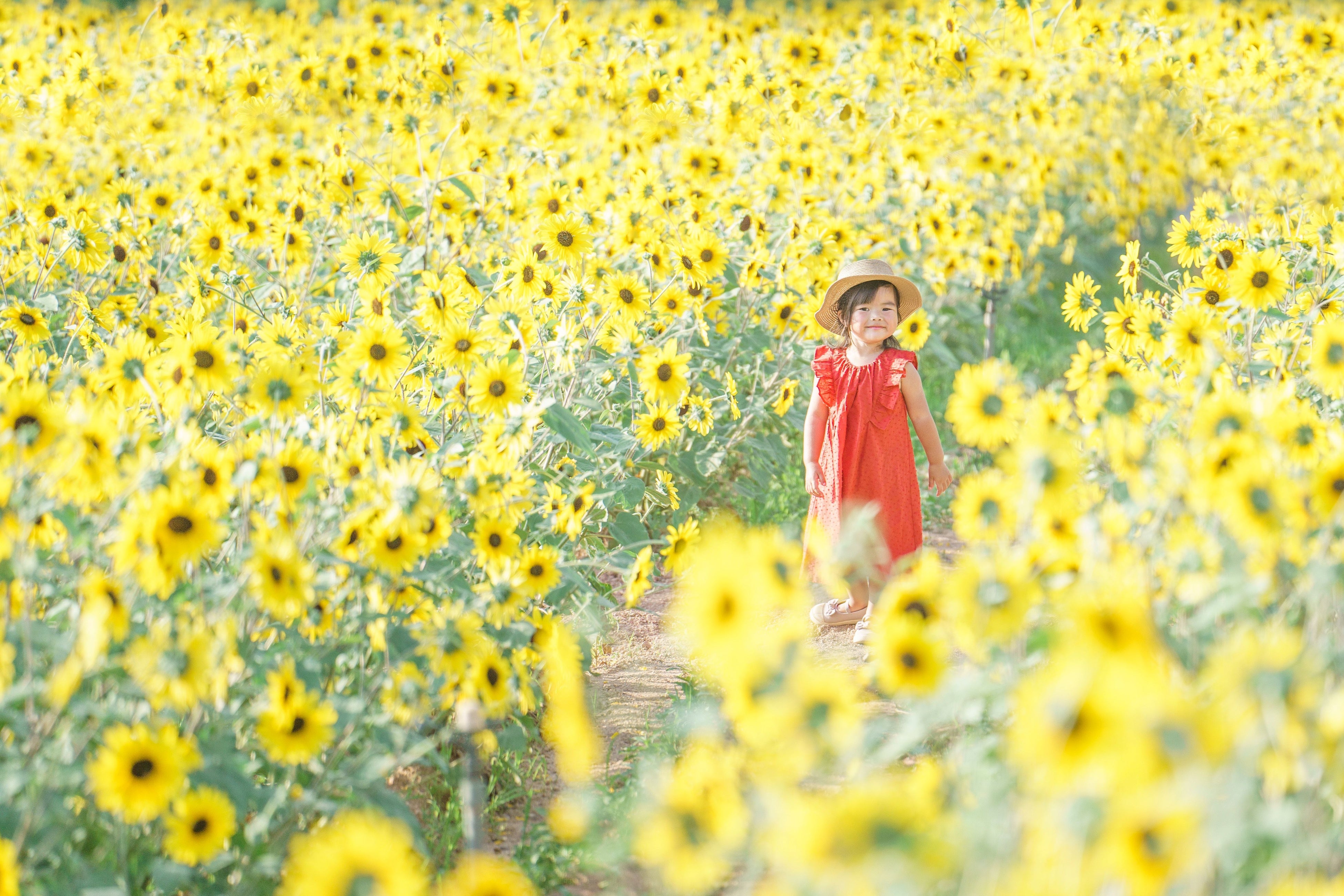 360度ひまわりに囲まれます