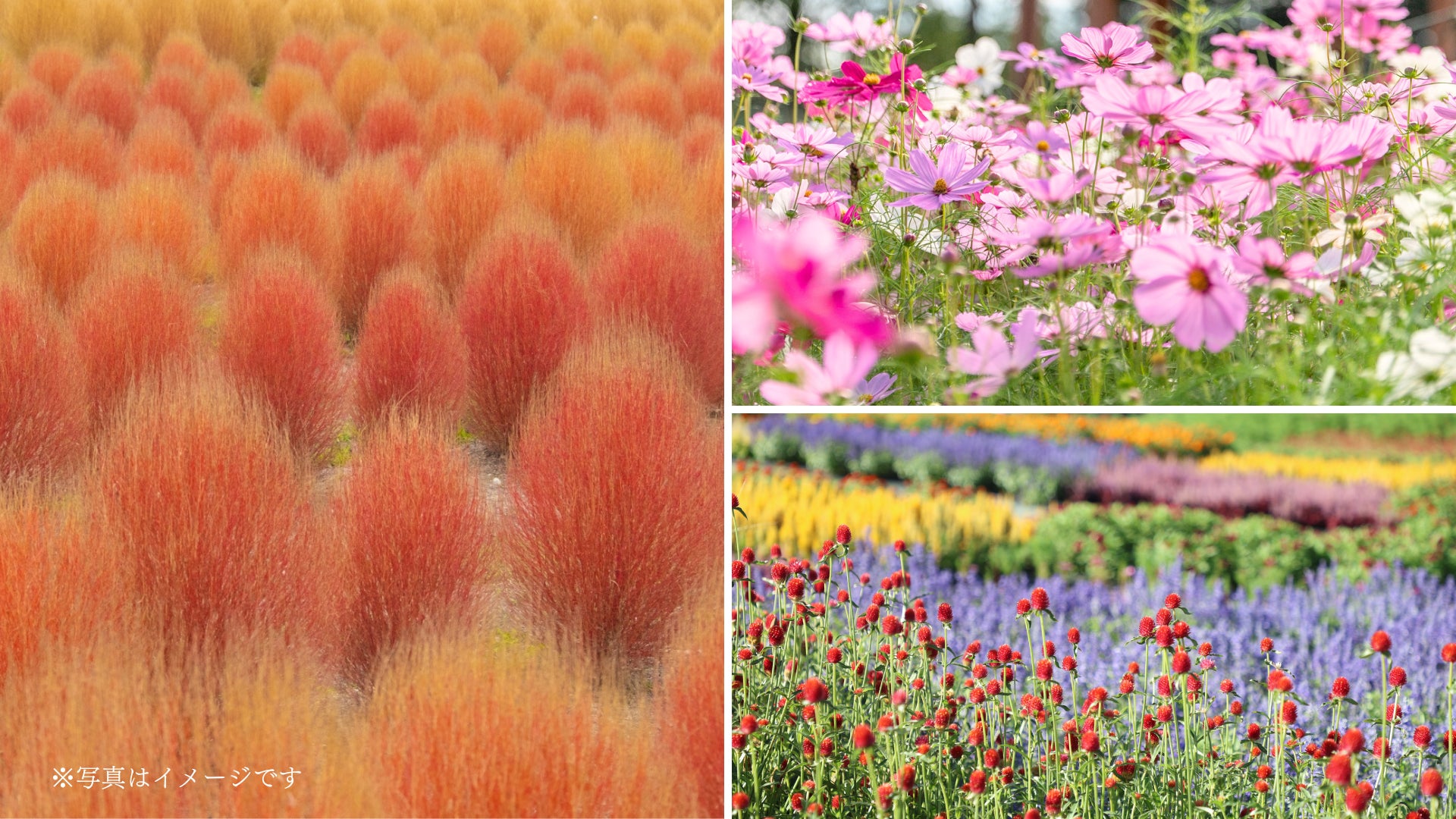 広島/世羅】見ごろを迎えました&開園延長決定 Flower village 花夢の 広島/世羅】見ごろを迎えました&開園延長決定 Flower village 花夢の