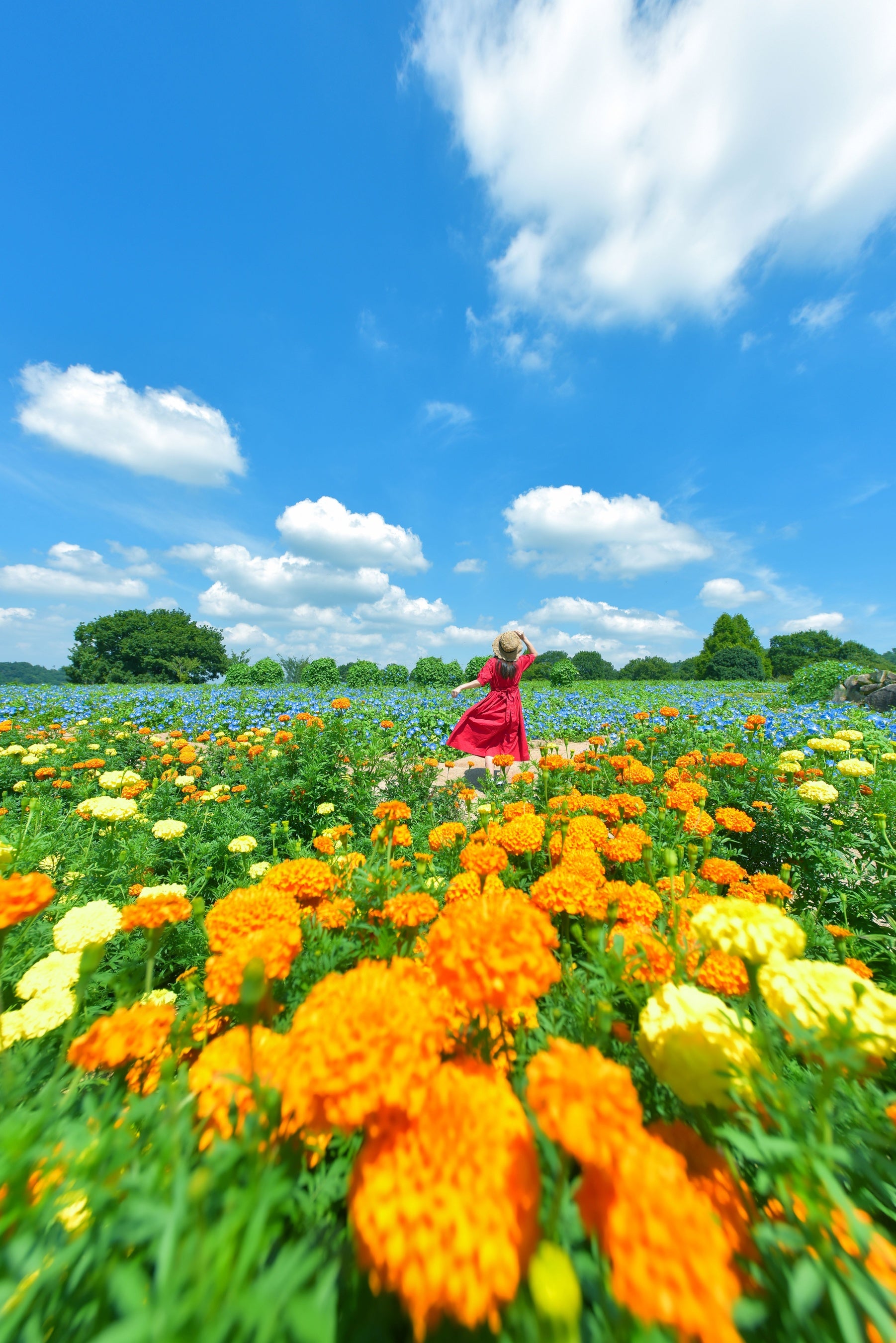 ビタミンカラーのマリーゴールドと一緒に夏色を満喫