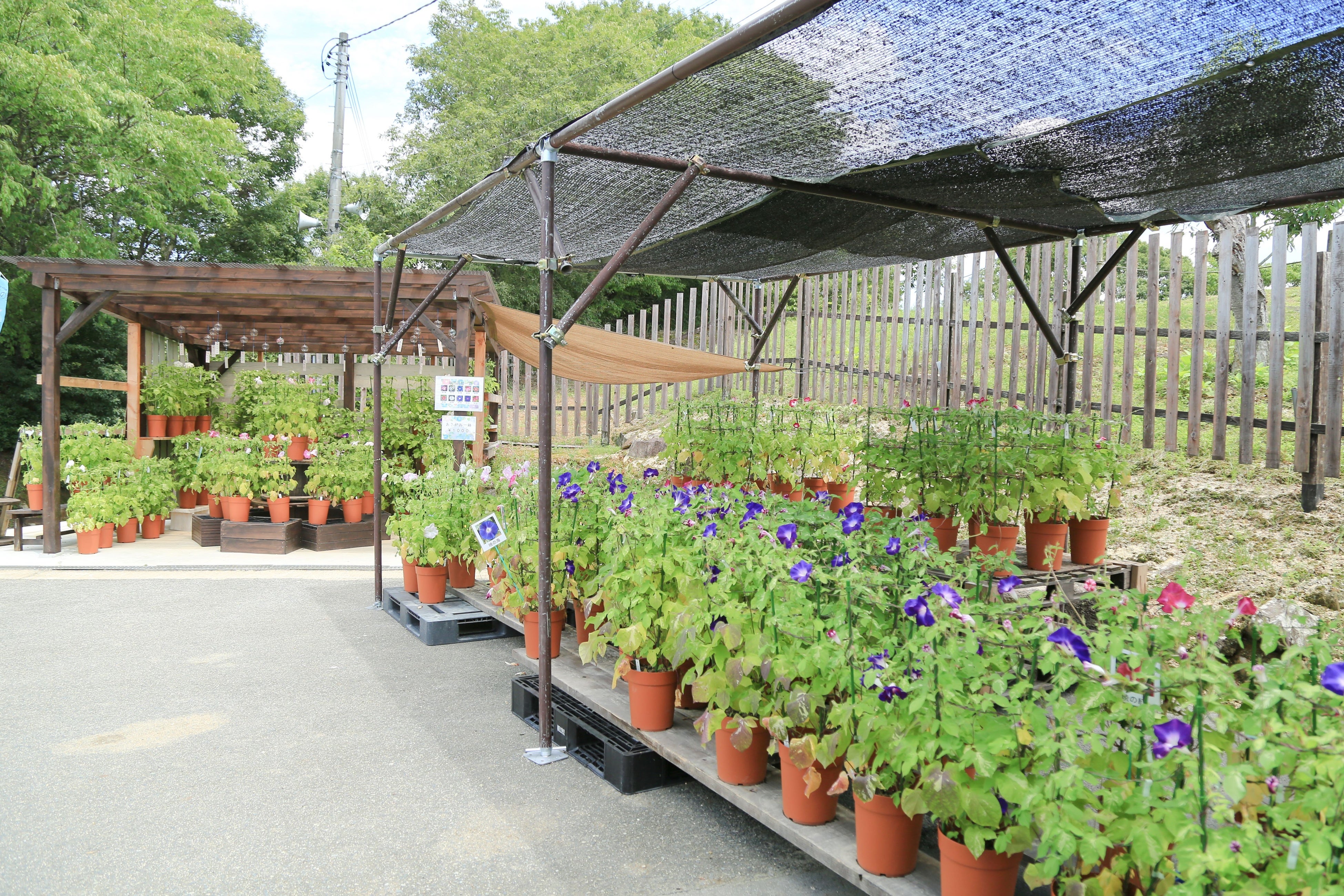 朝顔がなくなり次第終了なのでお早めに